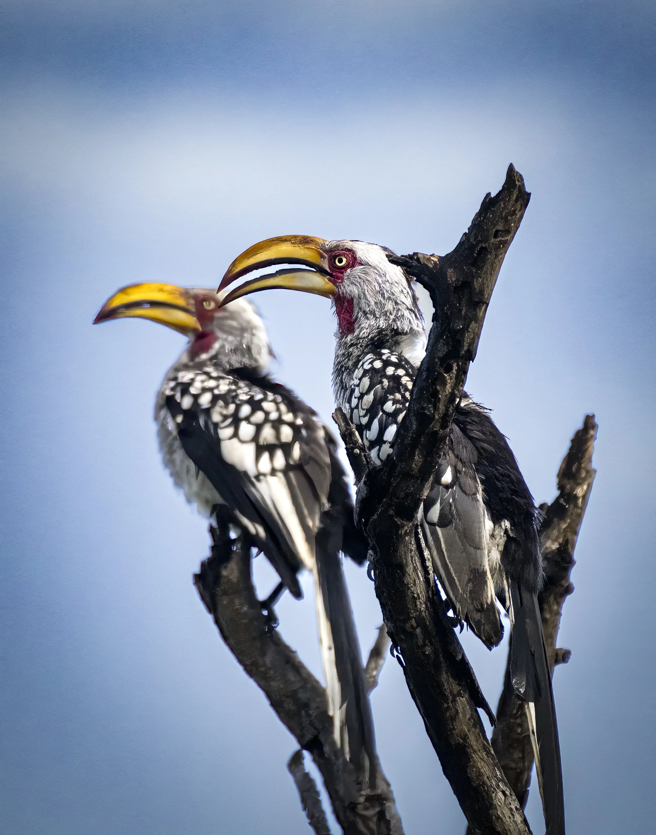 HornbillX2_1.0.jpg