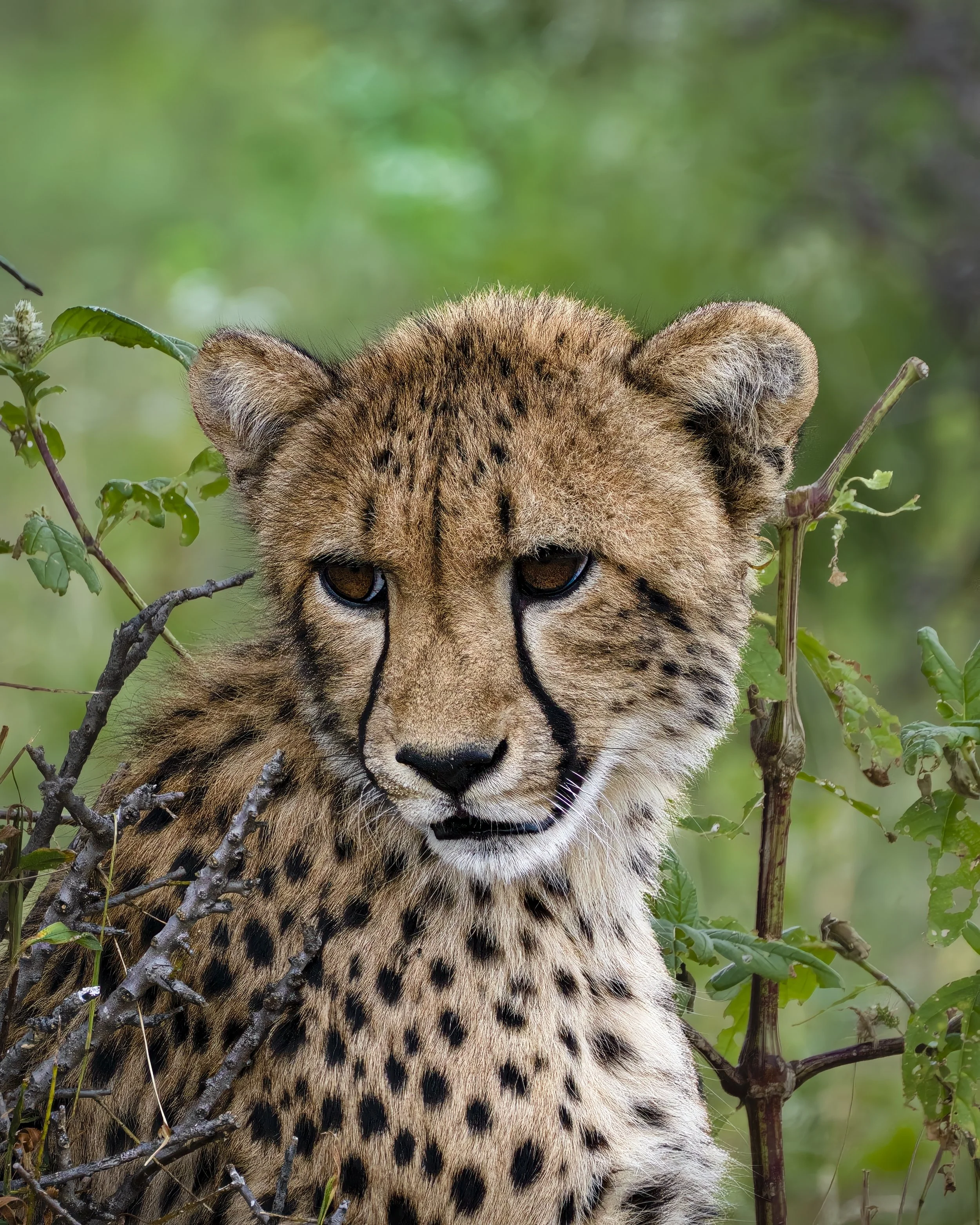 CheetahPortrait_1.0.jpg