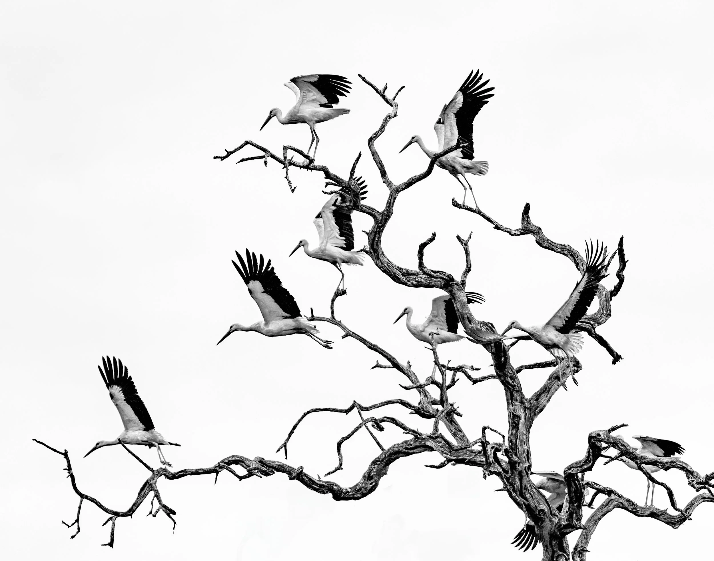 Storks_1.0.jpg