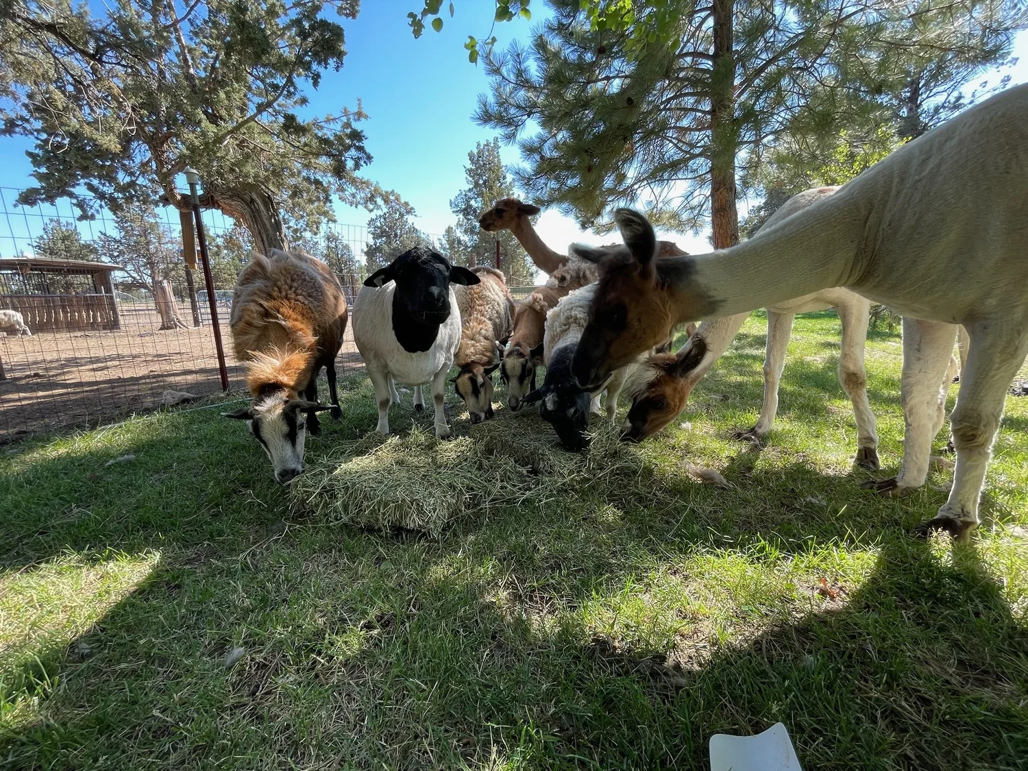 About 1 — Central Oregon Veterans Ranch