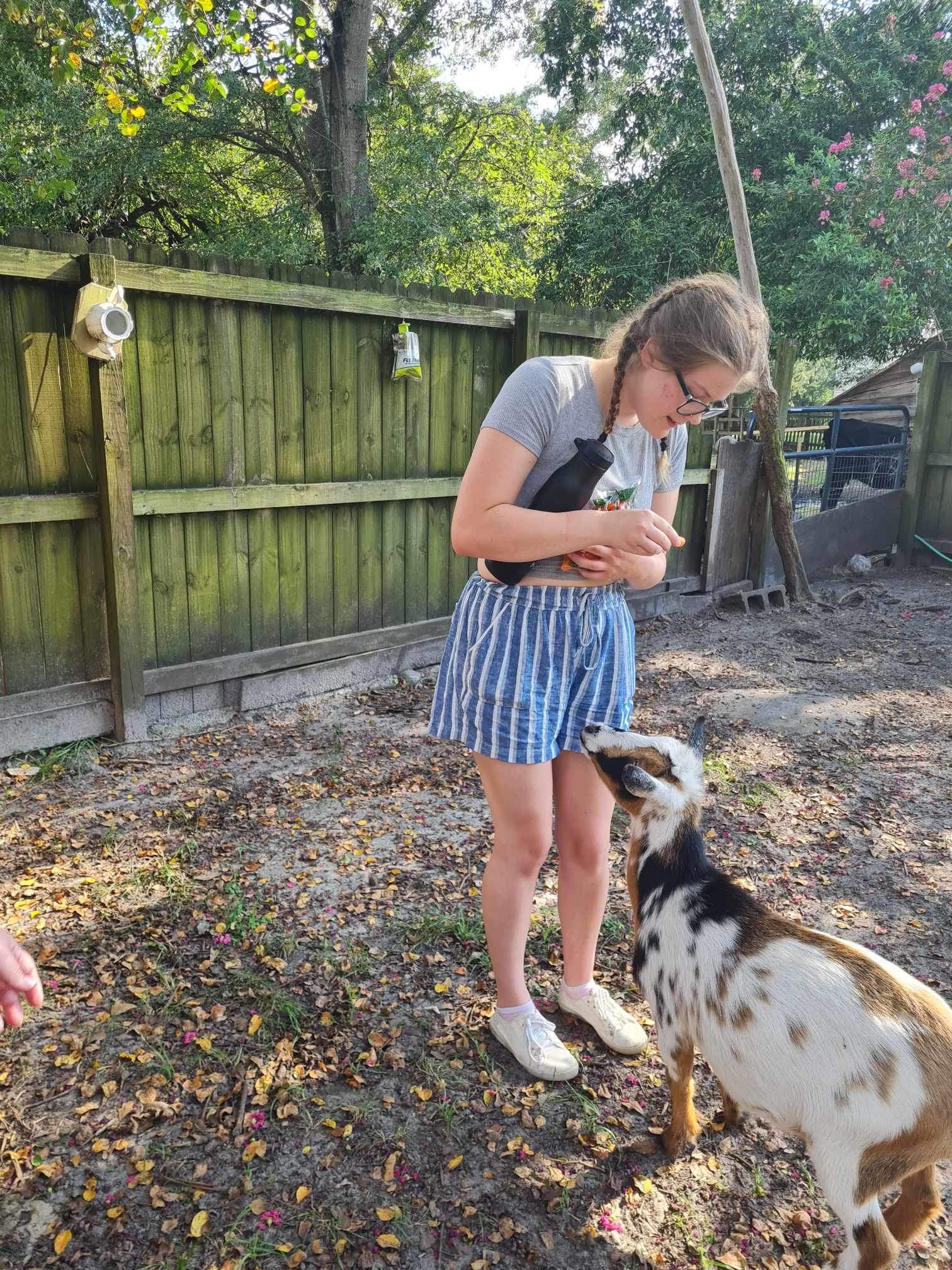 a girl wearing a gray shirt and blue shorts standing in front of and looking down at a goat