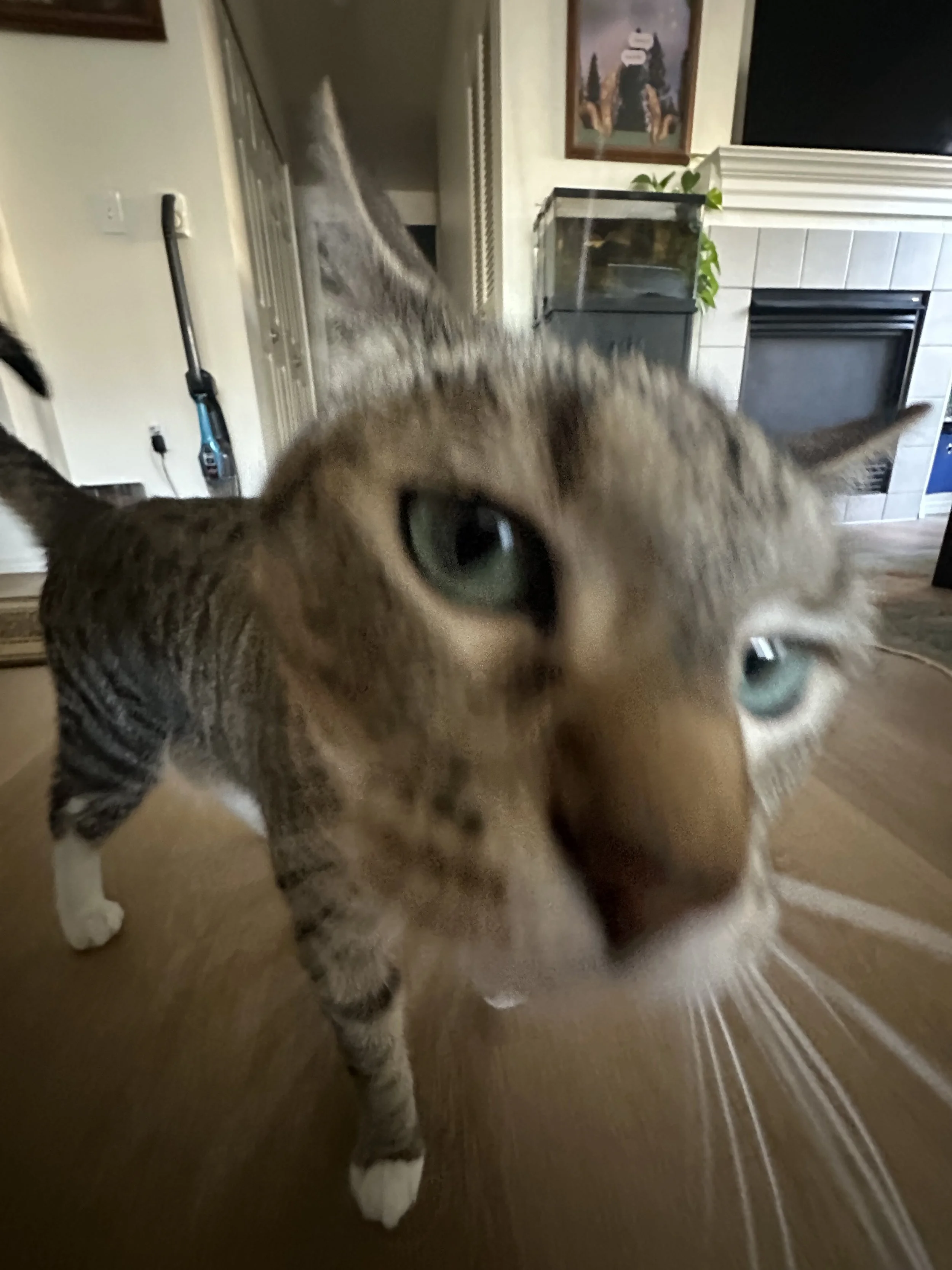 A cat with green eyes looking directly into the camera