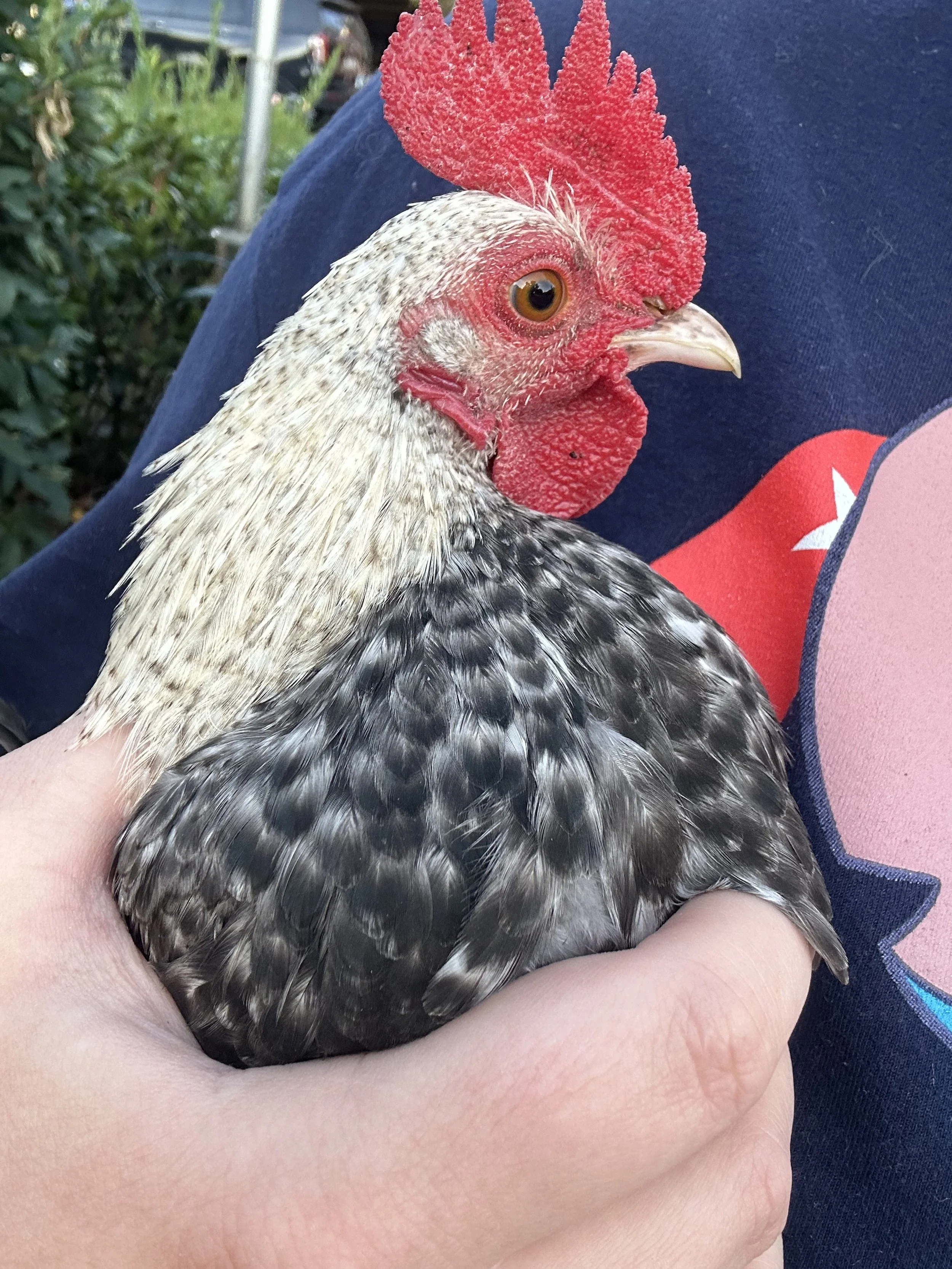 a person holding a black and white rooster