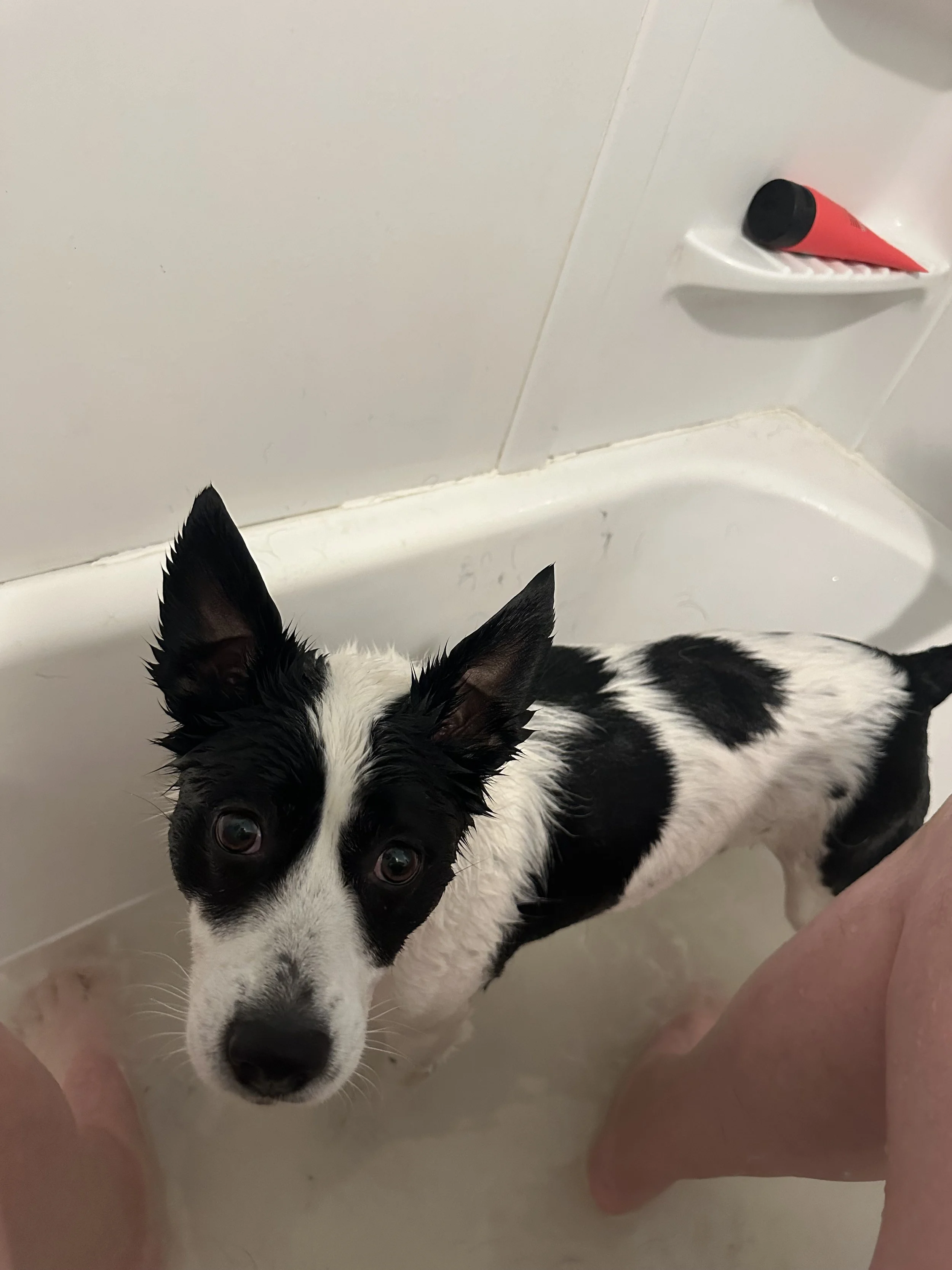 a black and white dog looking at the camera while wet in the bathtub
