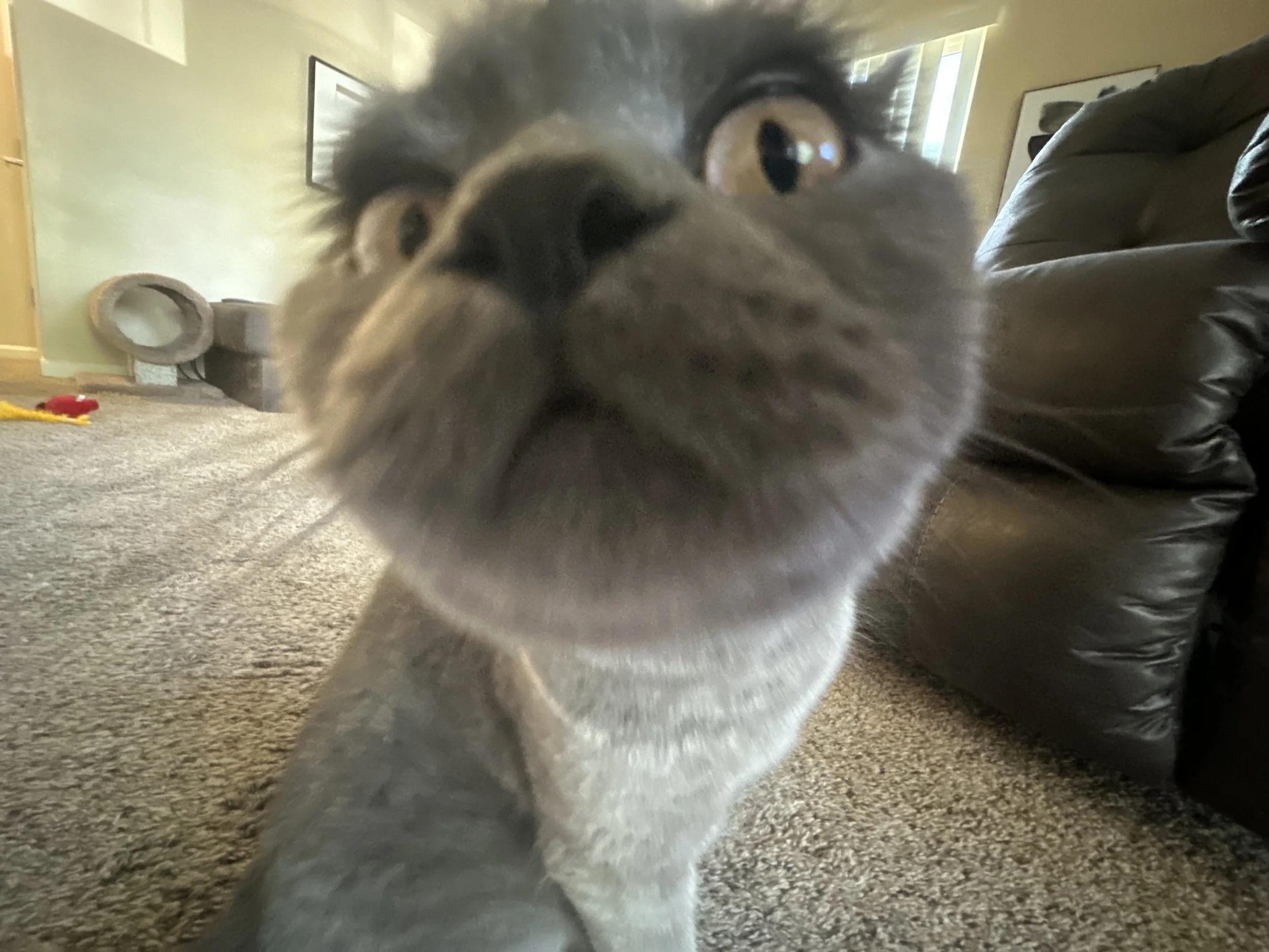a gray cat looking directly into the camera