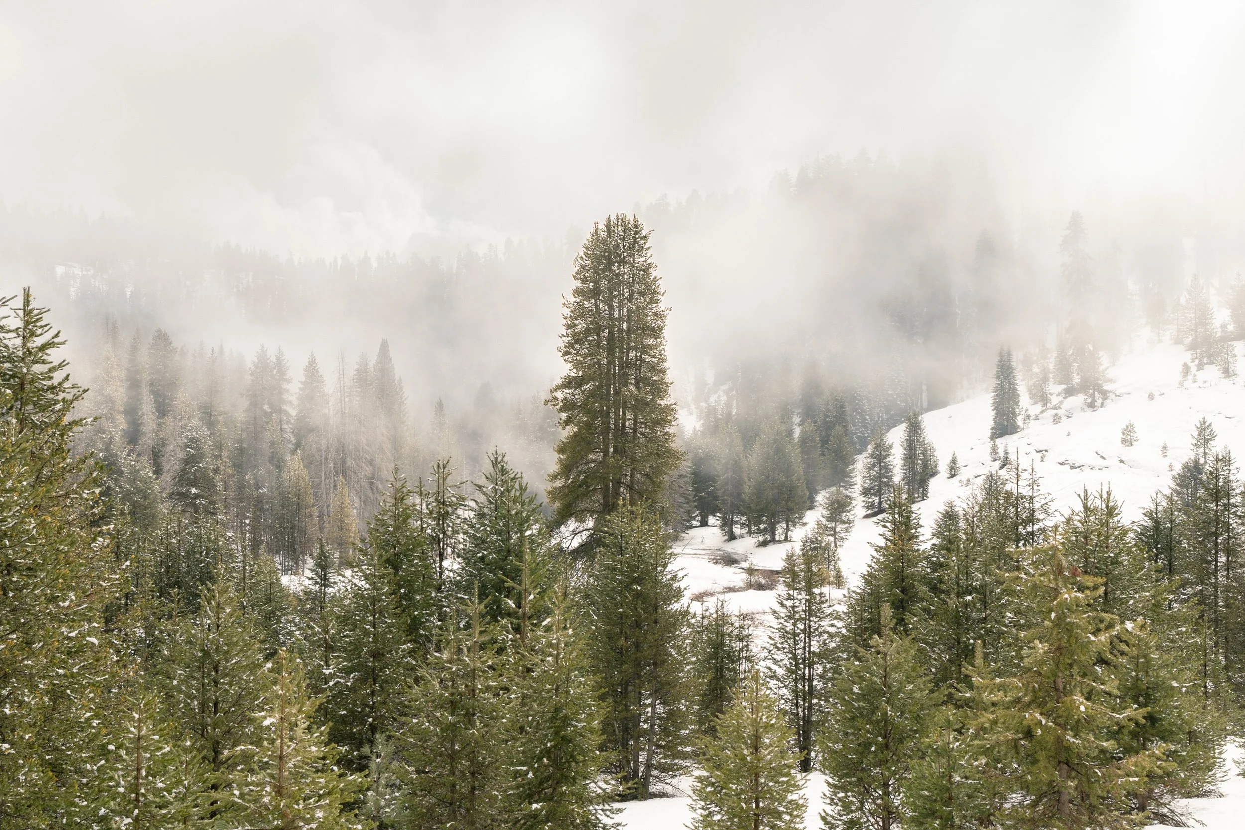 2560px_Website_Sequoia-22.jpg