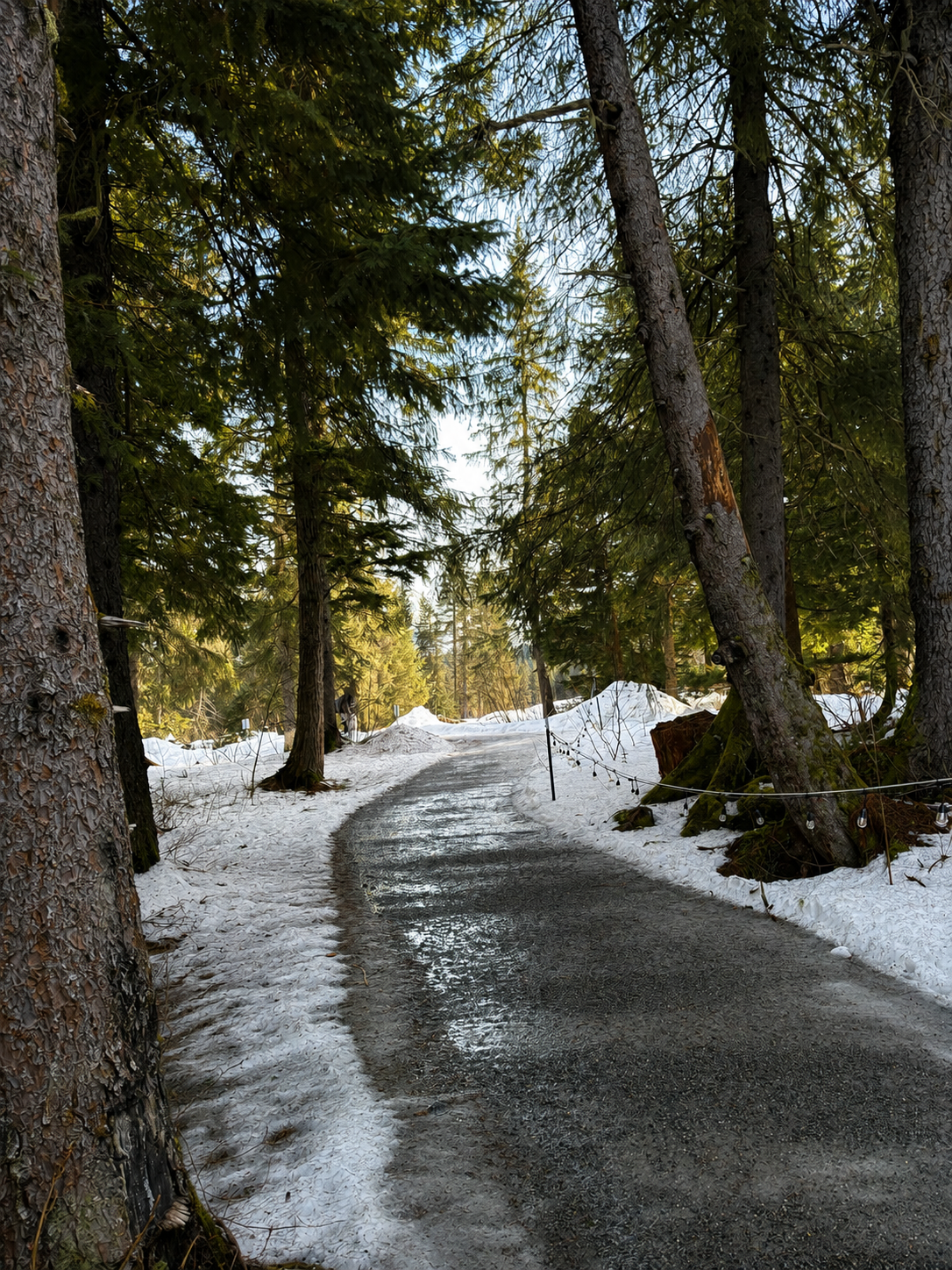 A snowy forest trail with tall evergreen trees, some leaning, and string lights along the pathway. The trail appears icy and partially wet, surrounded by snow on the ground.