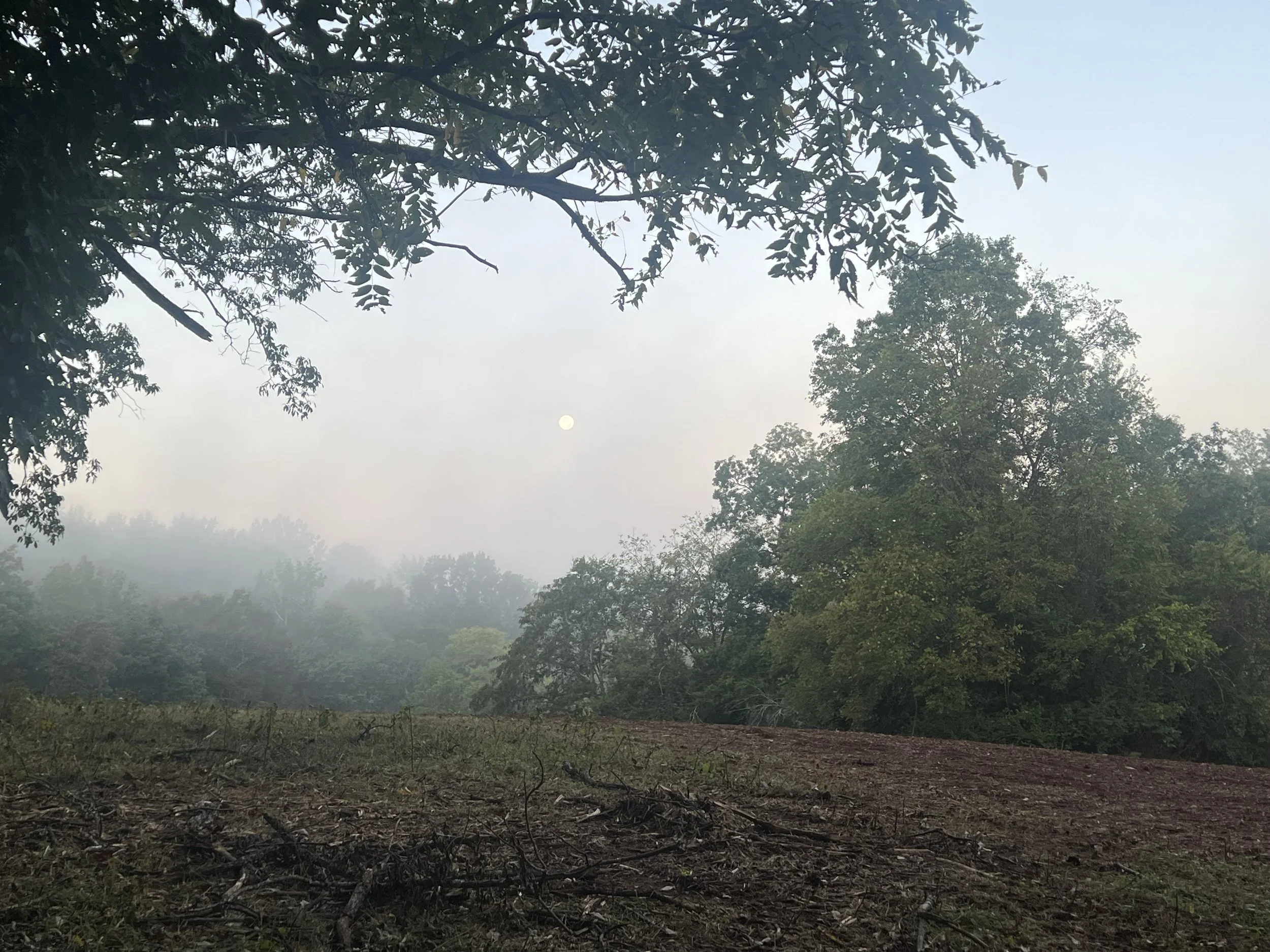 Early morning view of a forested area with trees and a cloudy sky, with the moon visible through the fog.