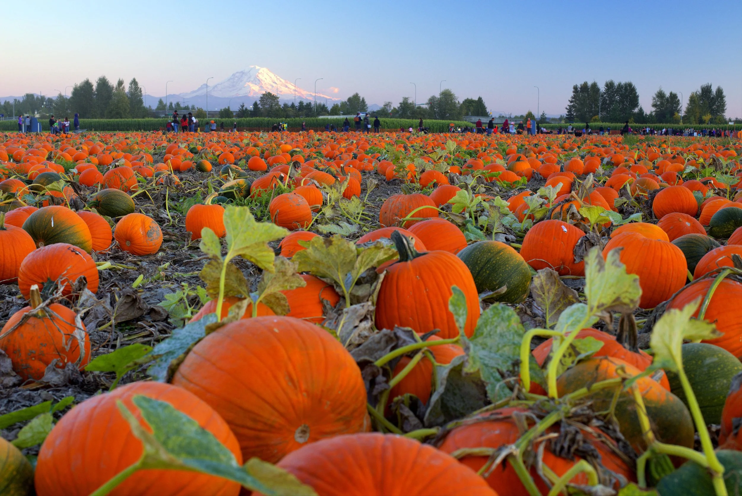 Pumpkins at the Farm