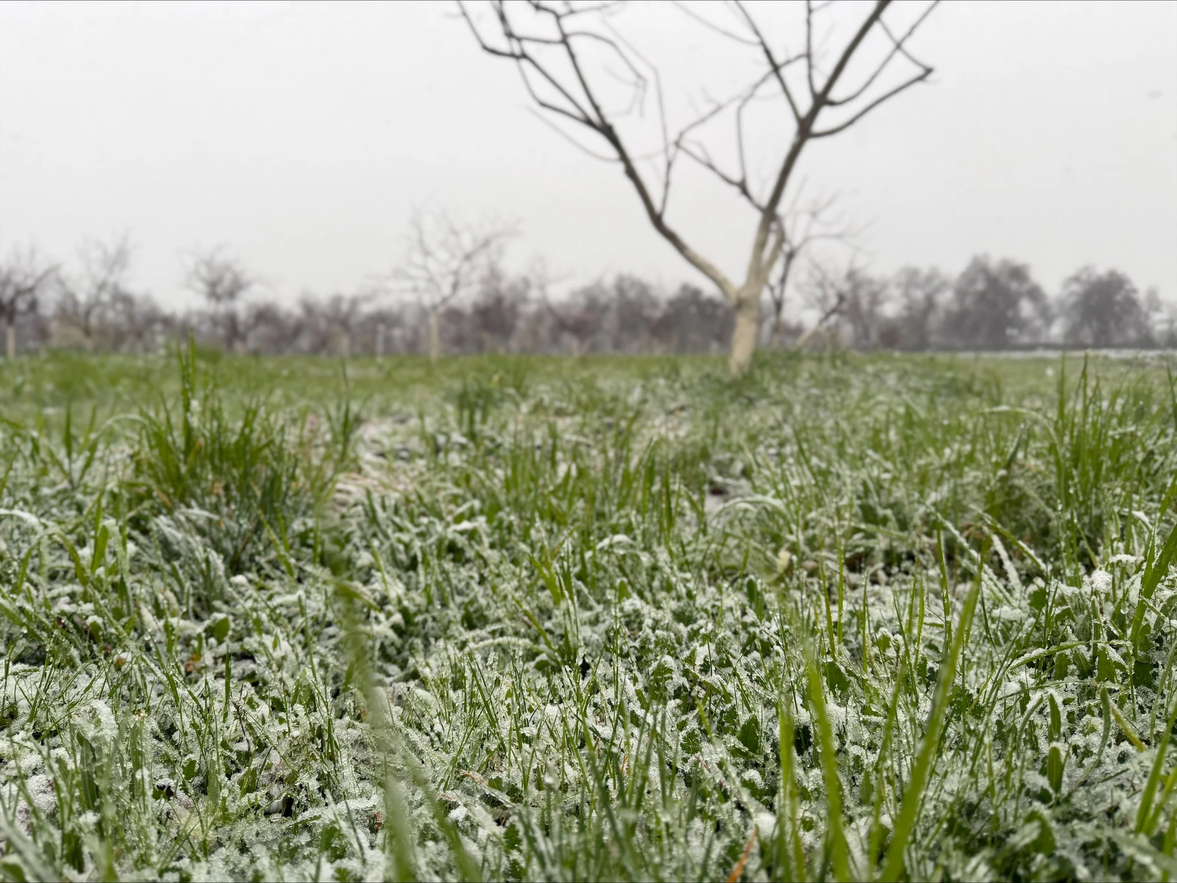 How Low Temperatures Shape the Season