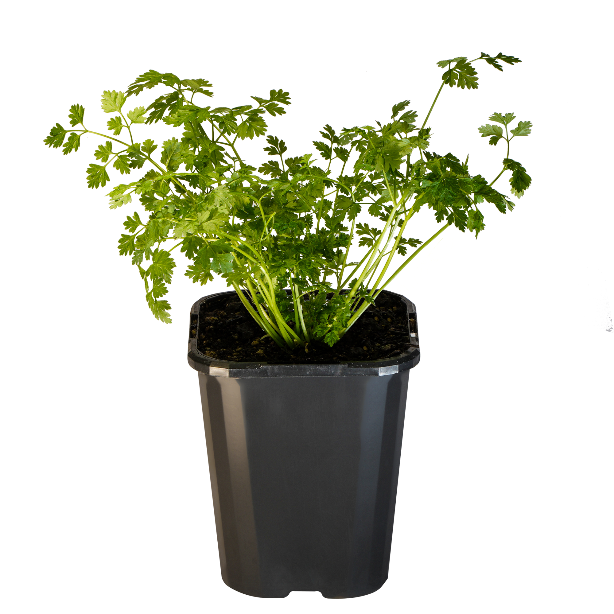 Chervil_09416408000503_3.png