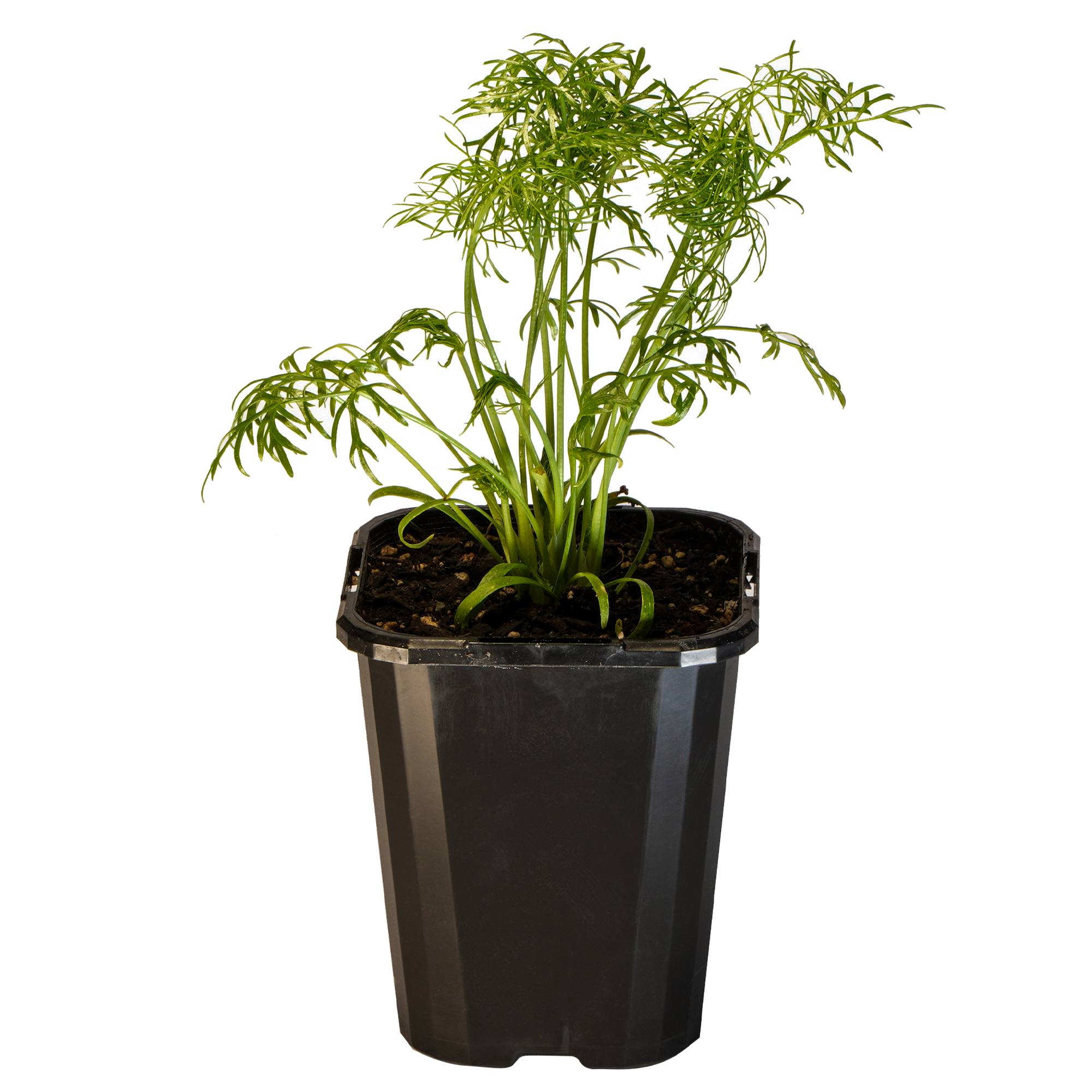 Fennel Florence_09416408000657_3.png