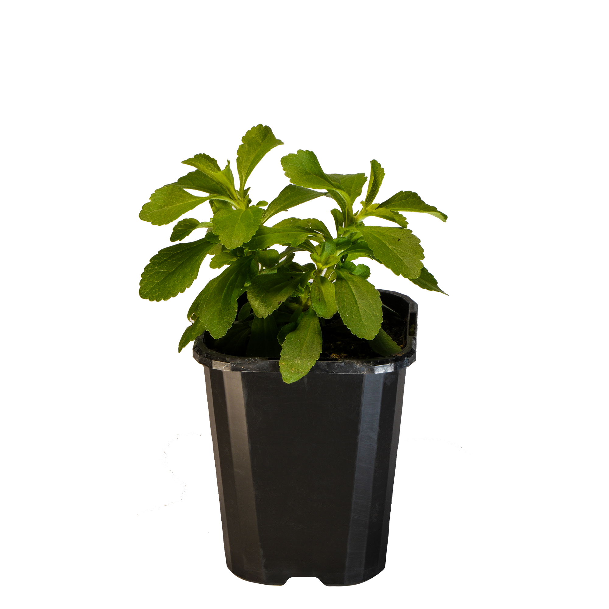Stevia_09416408001135_3.png