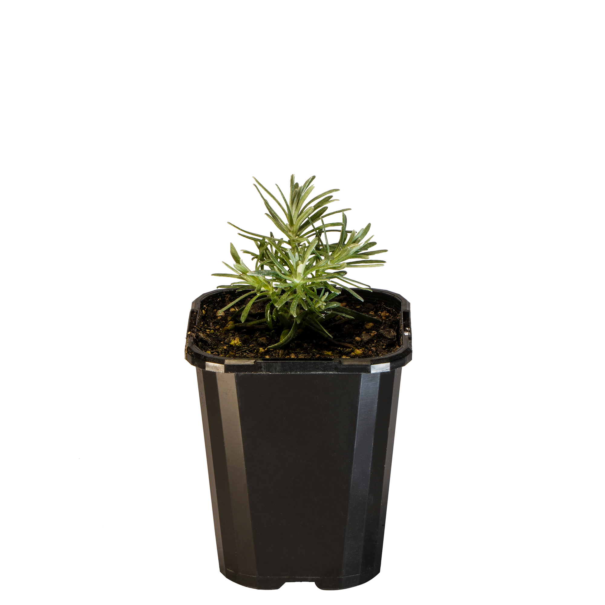 Curry Plant_09416408000626-3.png