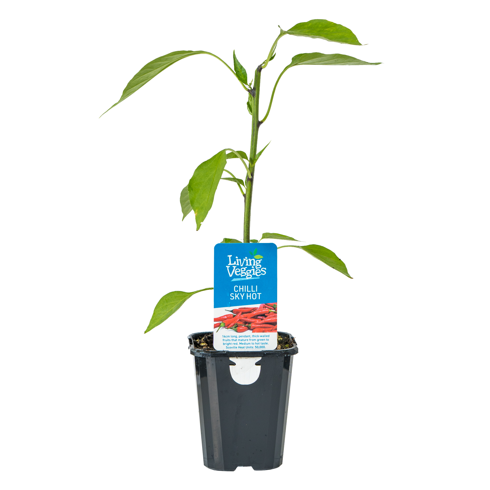 Chilli Sky Hot