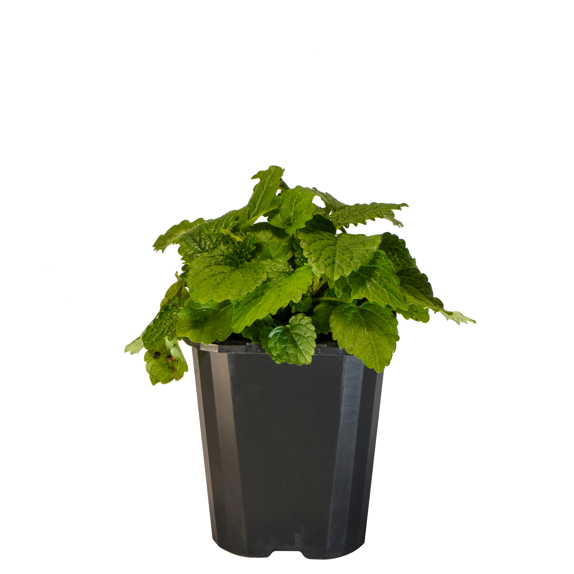 Lemon Balm_09416408000749_3.png