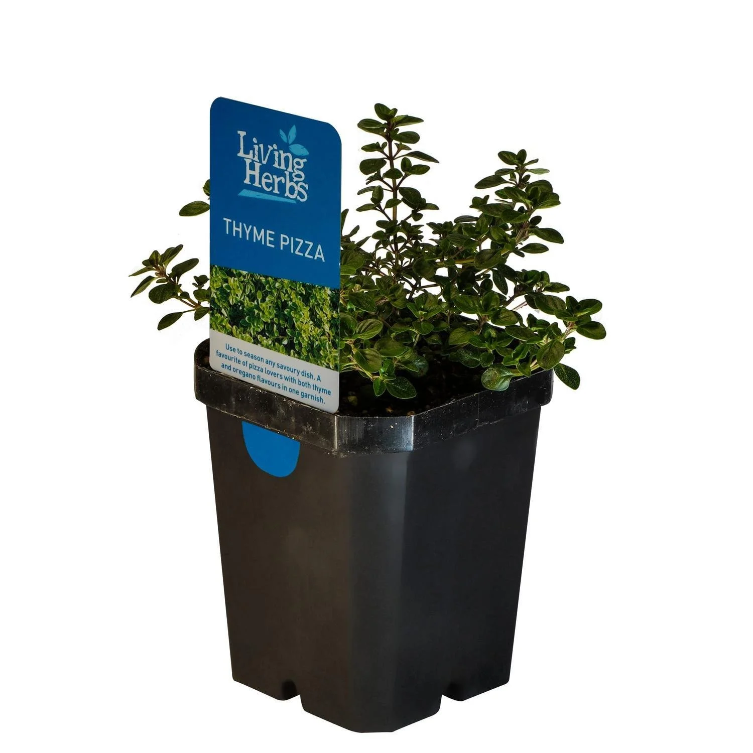 A potted herb plant labeled thyme with a blue Living Herbs tag in a black plastic container.