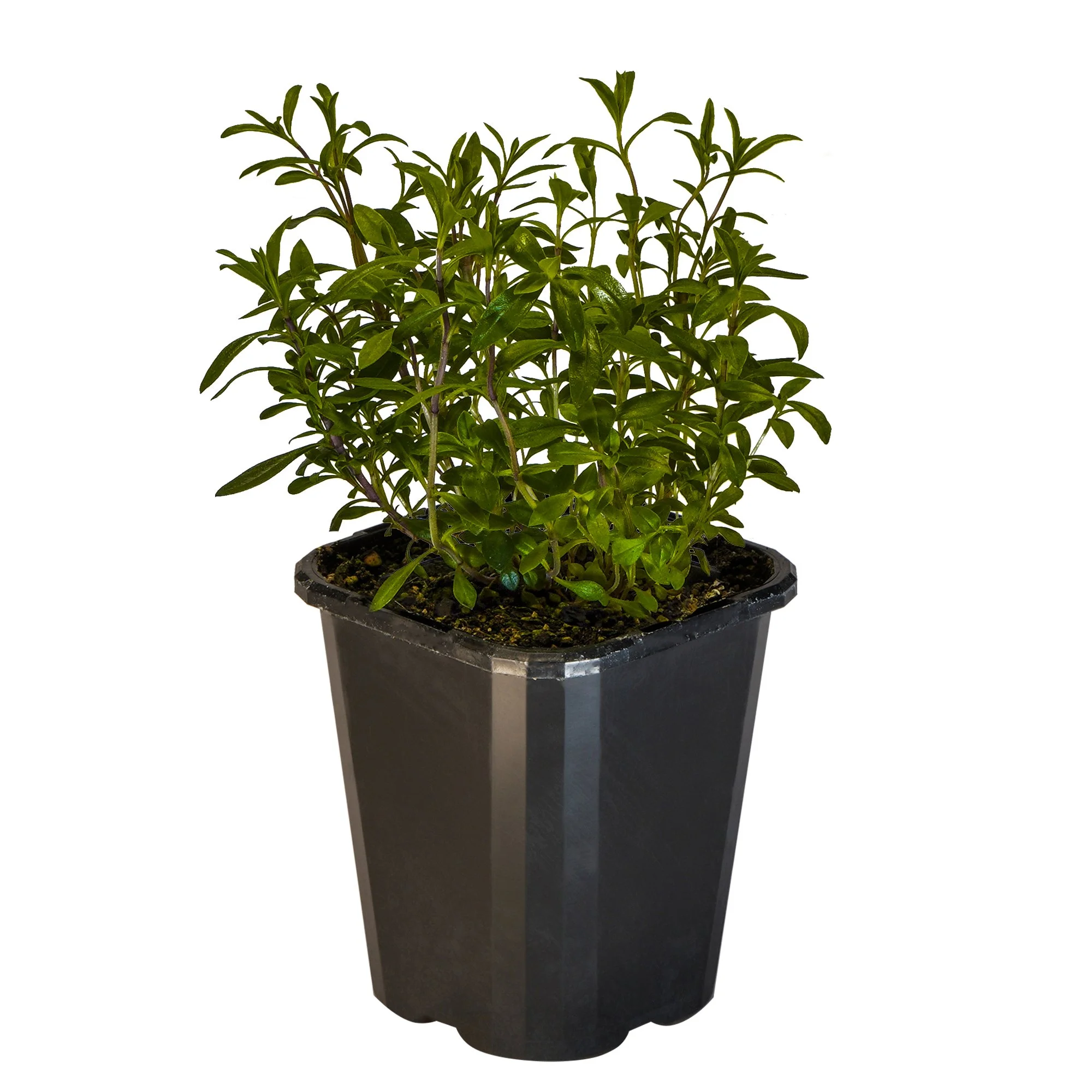 Winter Savory