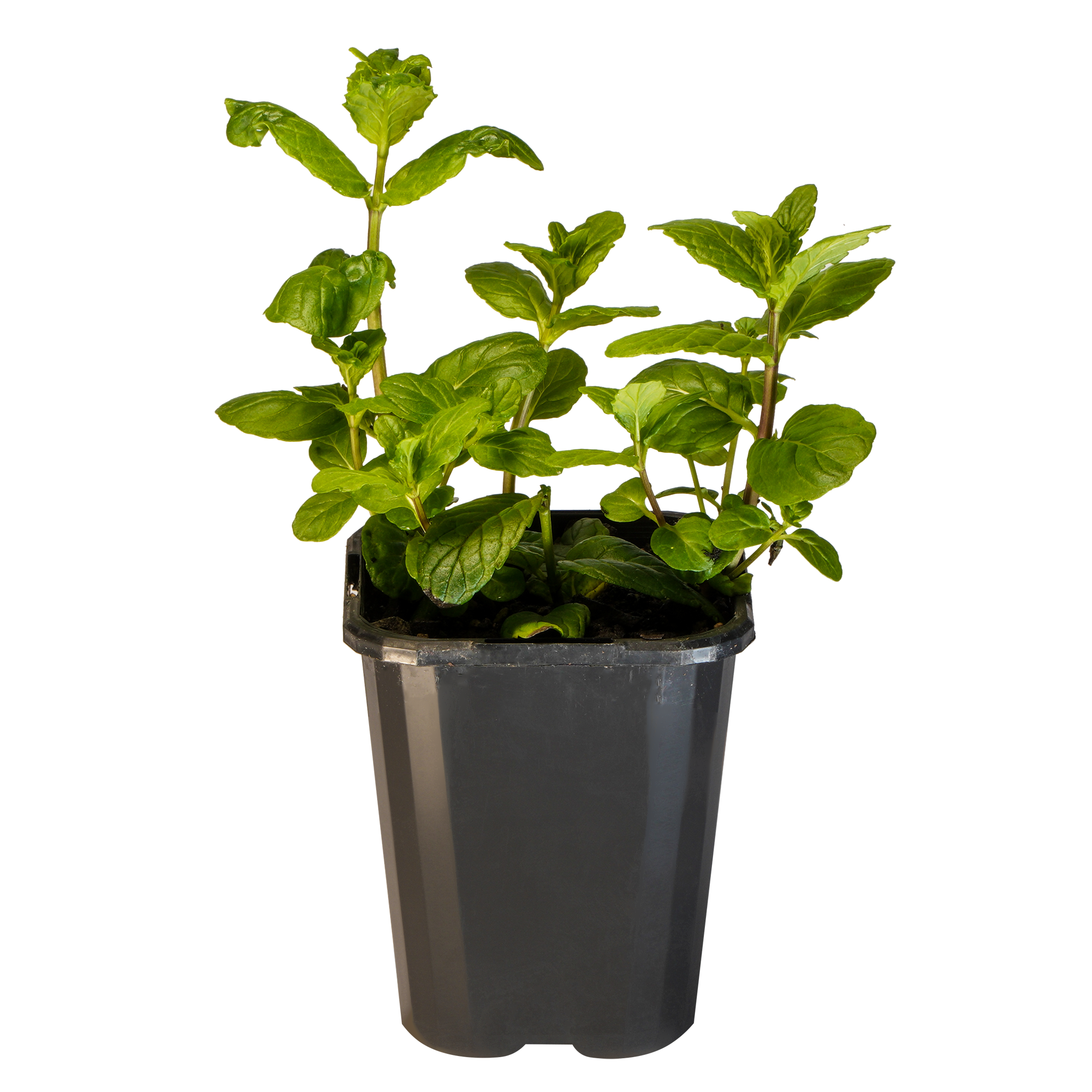 Mint Common_09416408000862_3.png