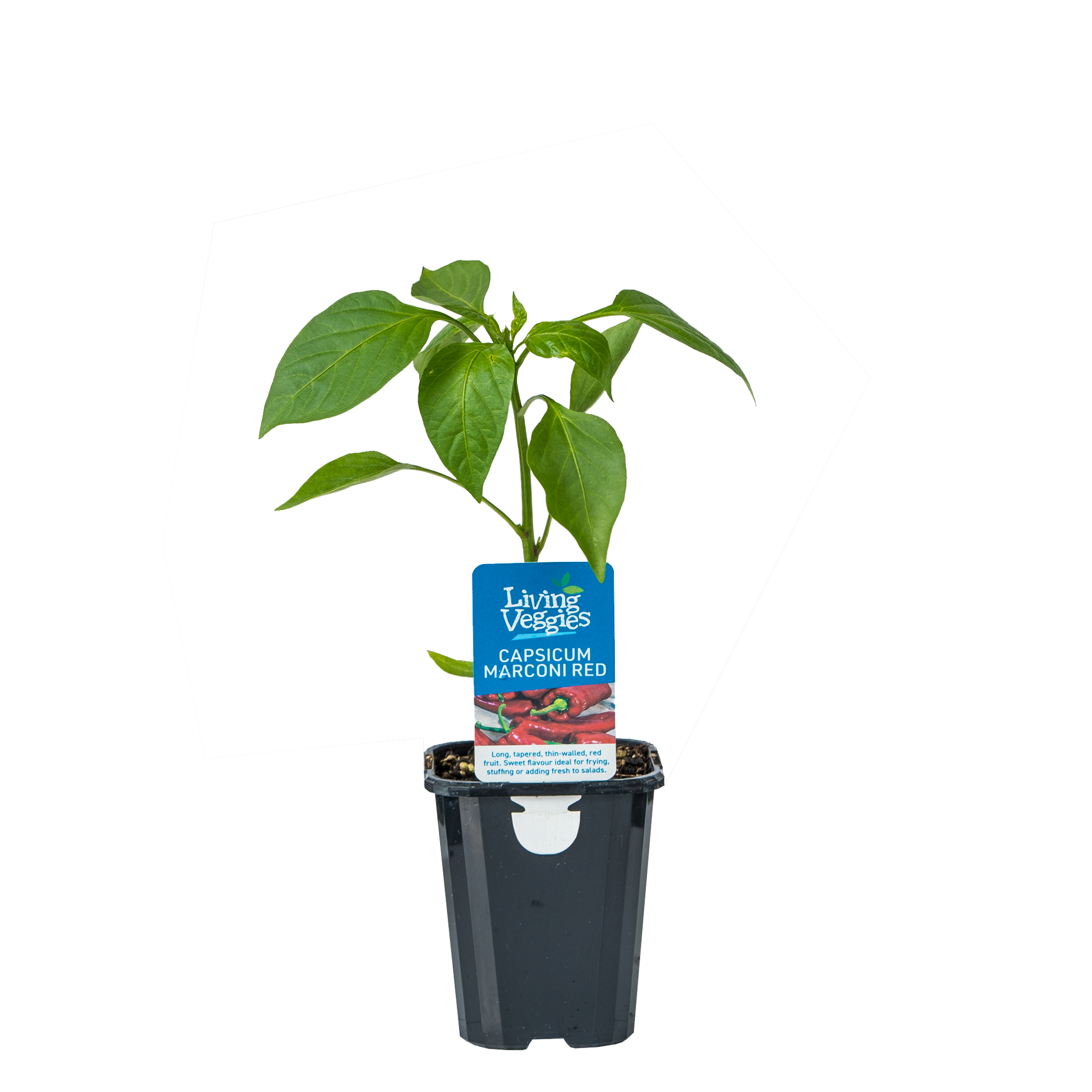 Capsicum - Marconi Red