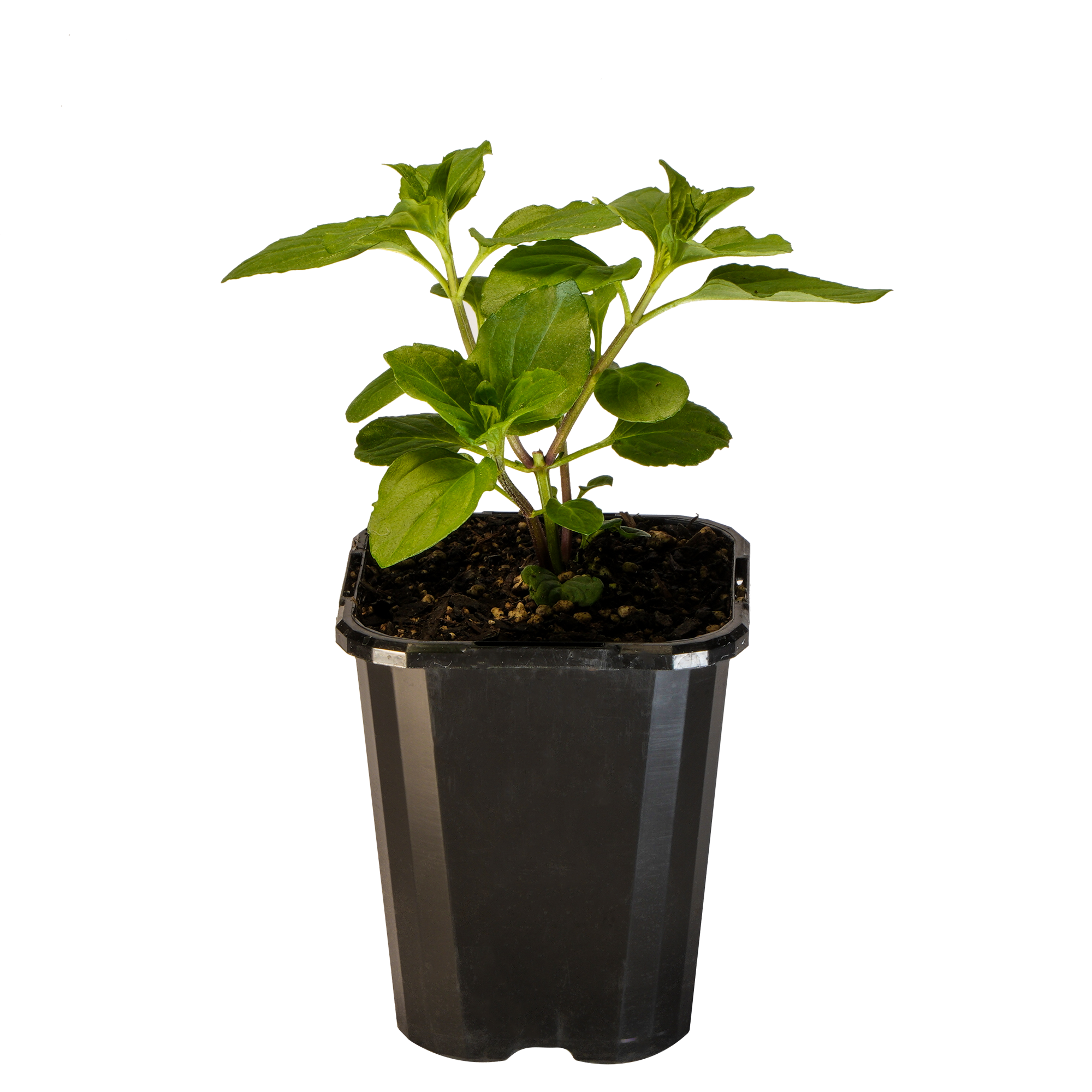 Mint Basil_09416408000848_3.png
