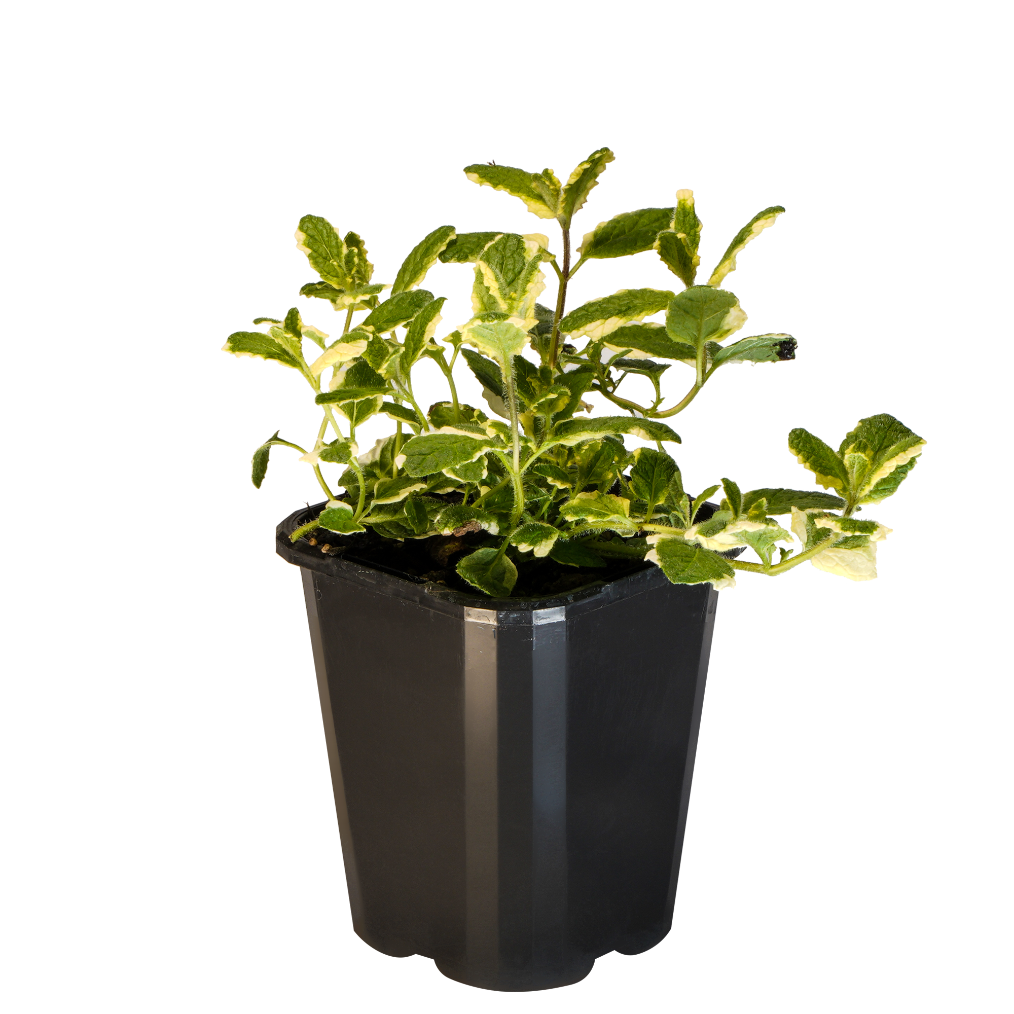 Mint Apple Varigated