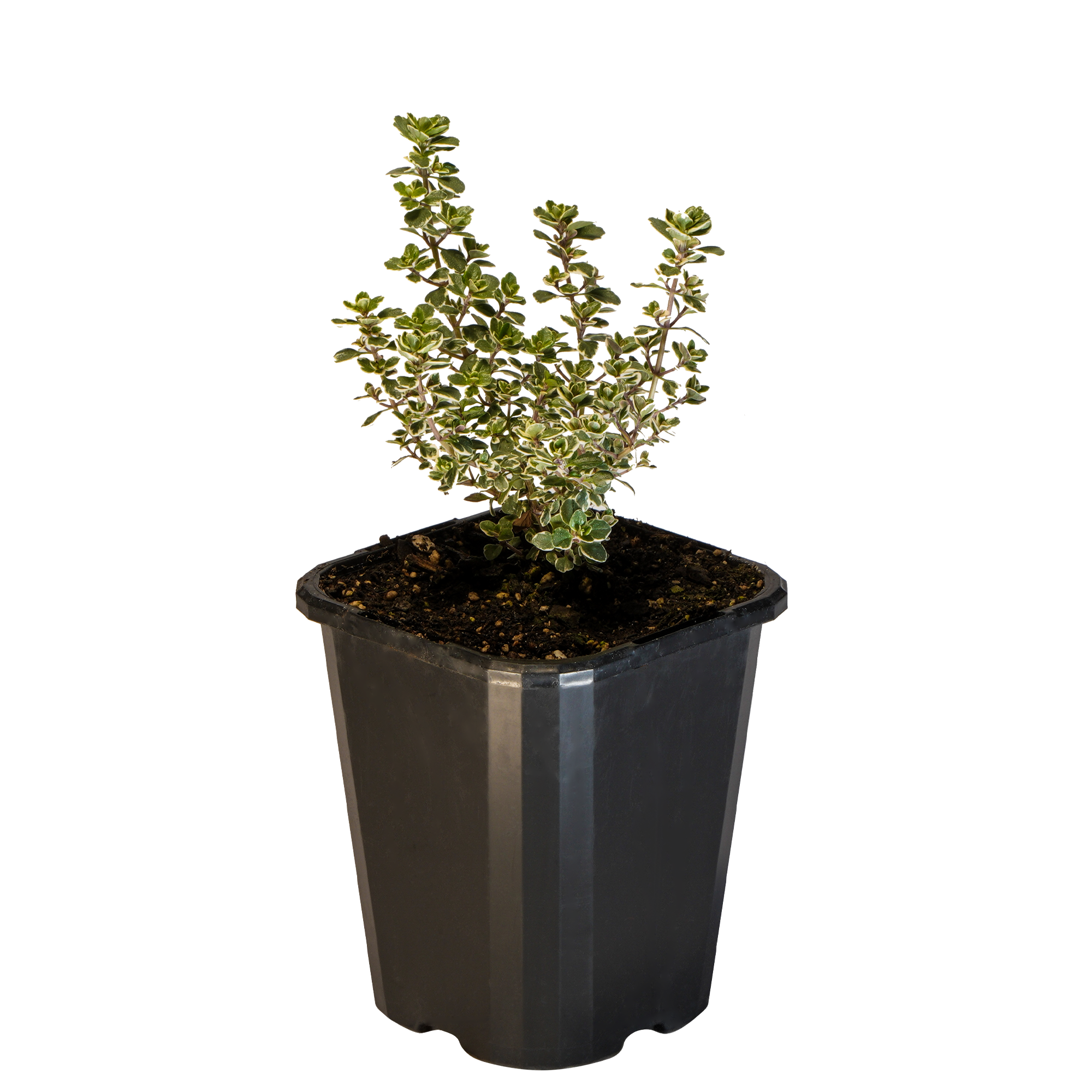 Thyme Lemon Variegated