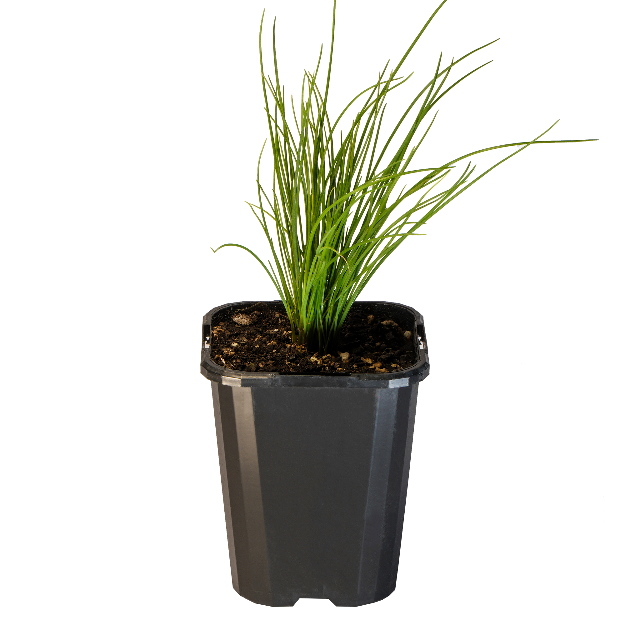 Chives Garlic_09416408000596_3.png