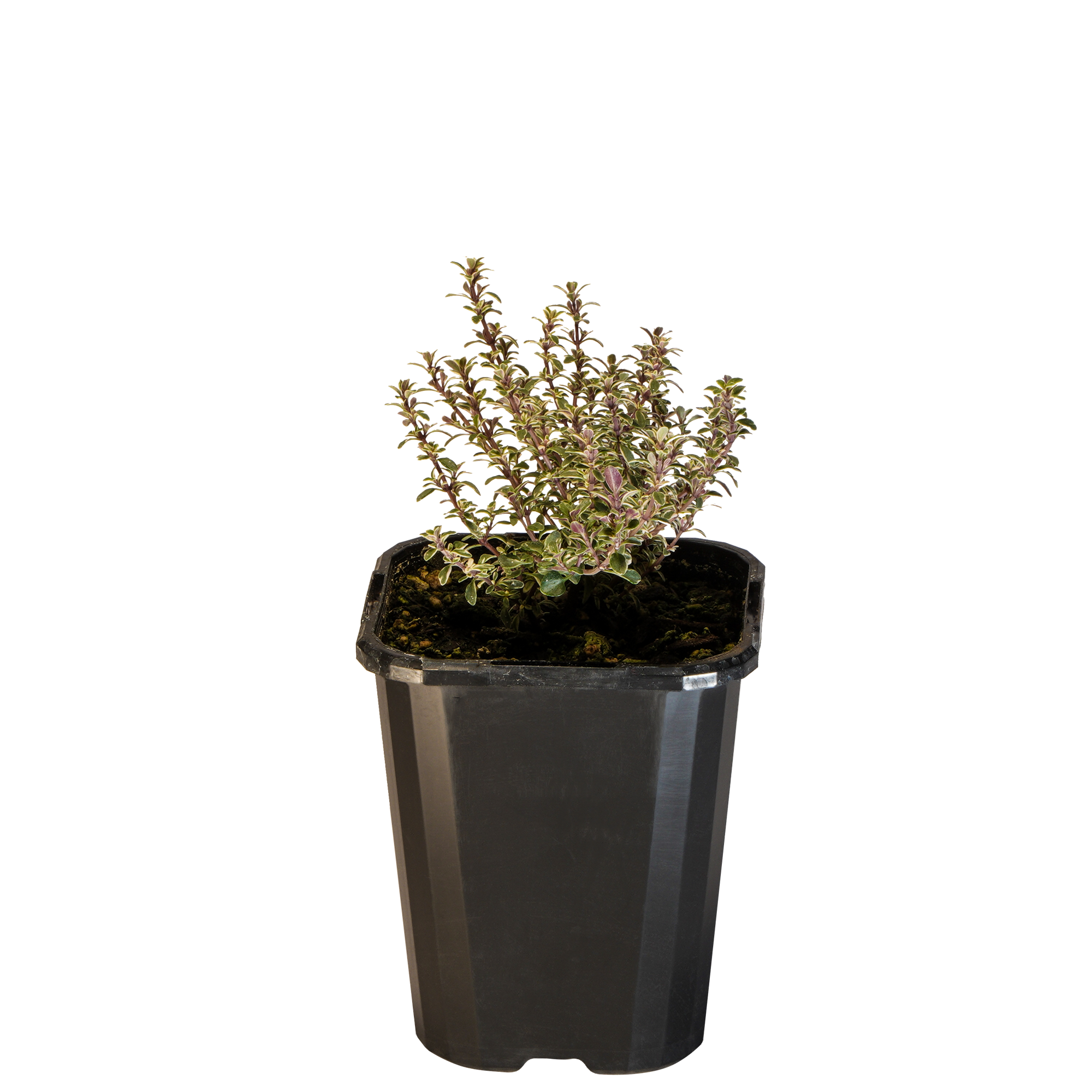 Thyme Silver_09416408001234_3.png