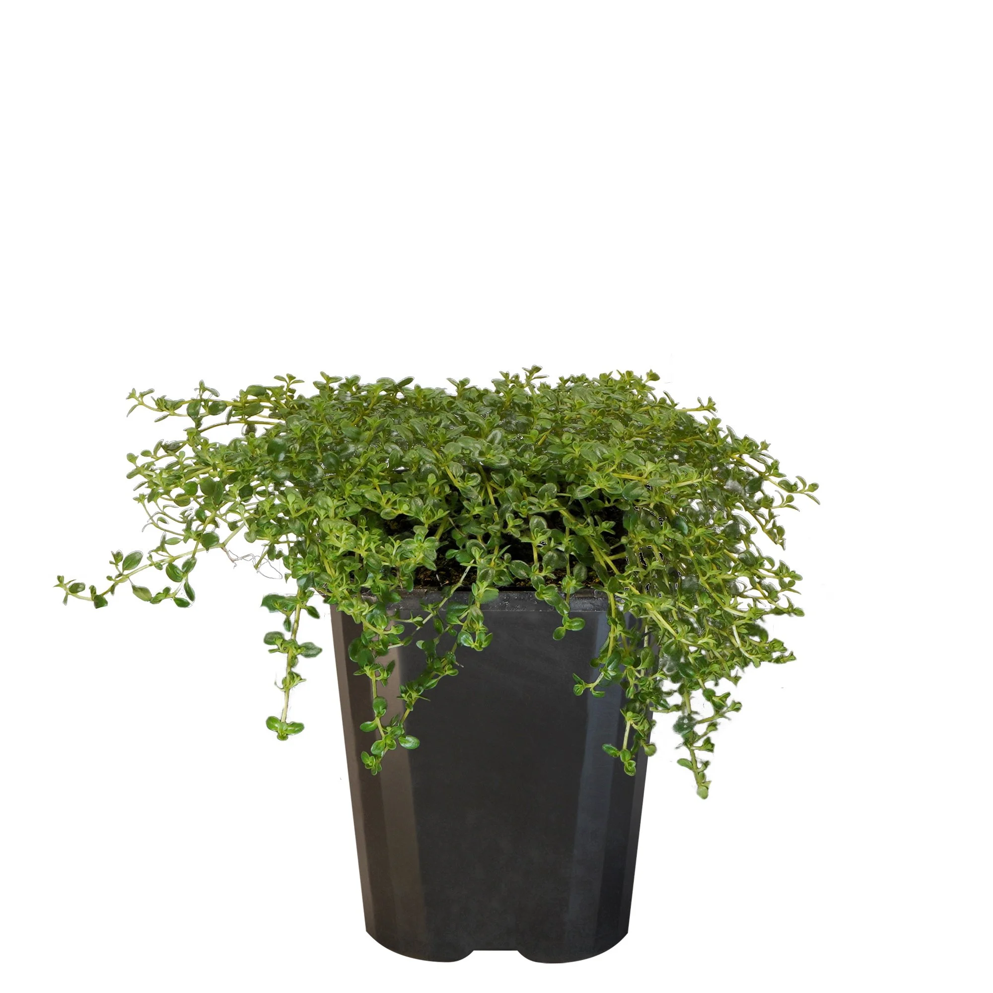 Thyme Emerald Carpet_09416408001173_3.jpg