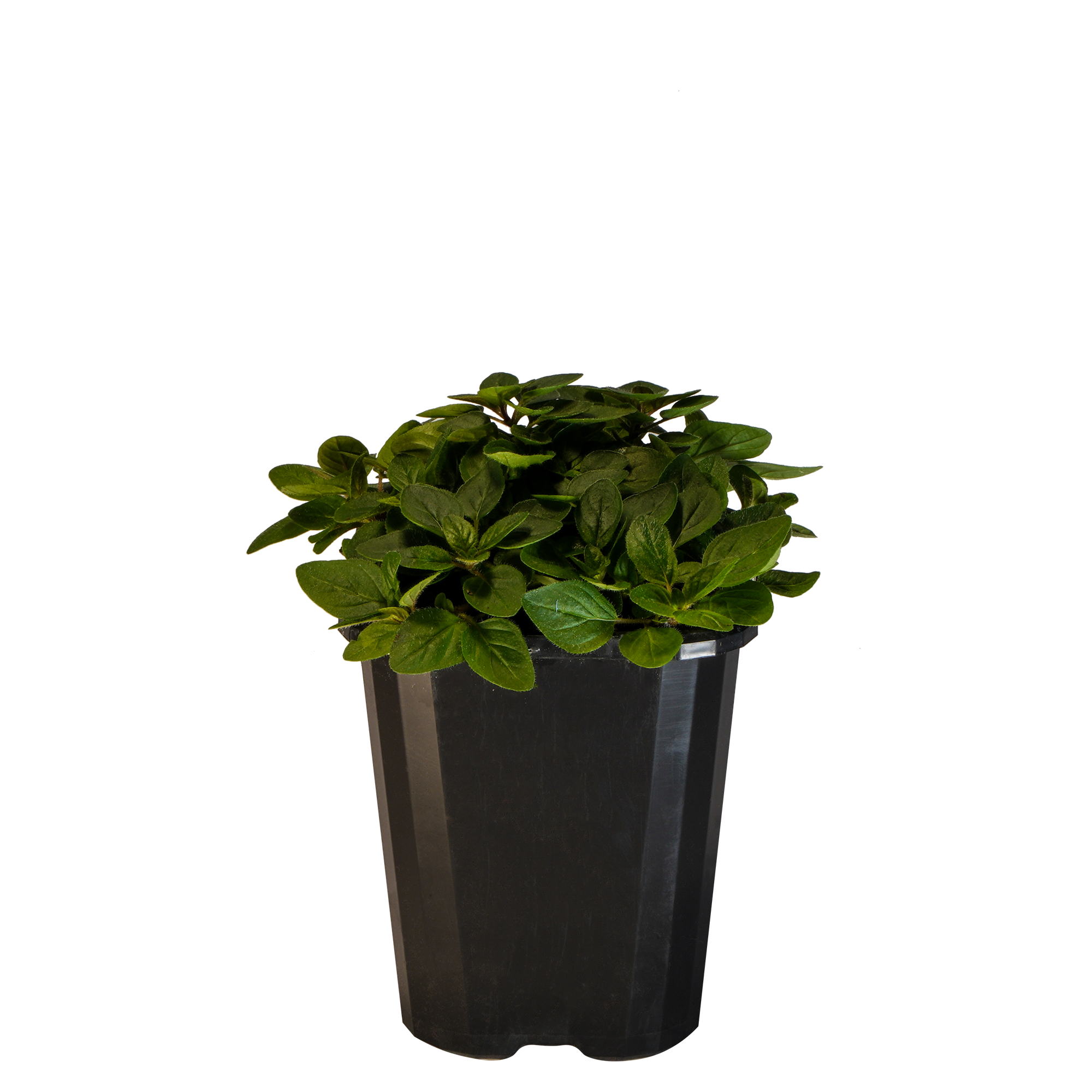 Marjoram Pot_09416408000800_3.png