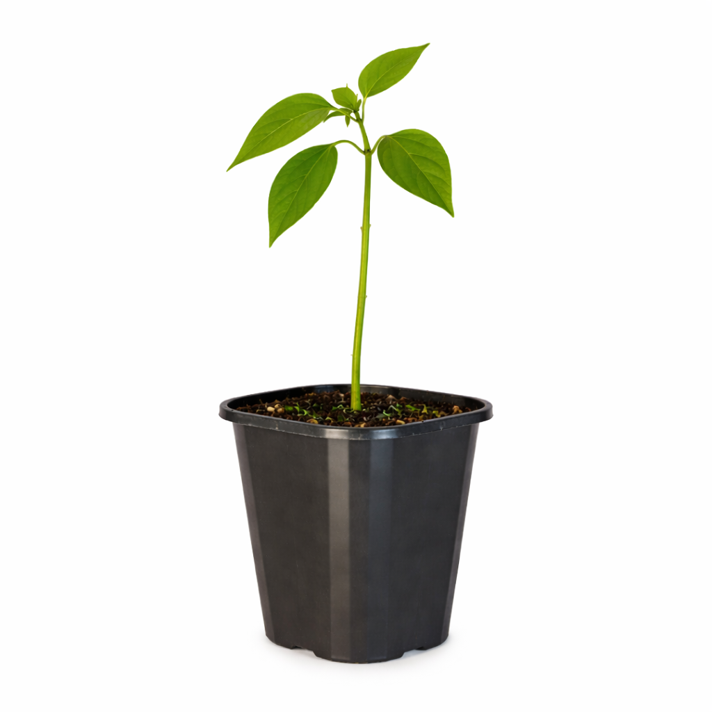 Capsicum - Sweet Classic Red