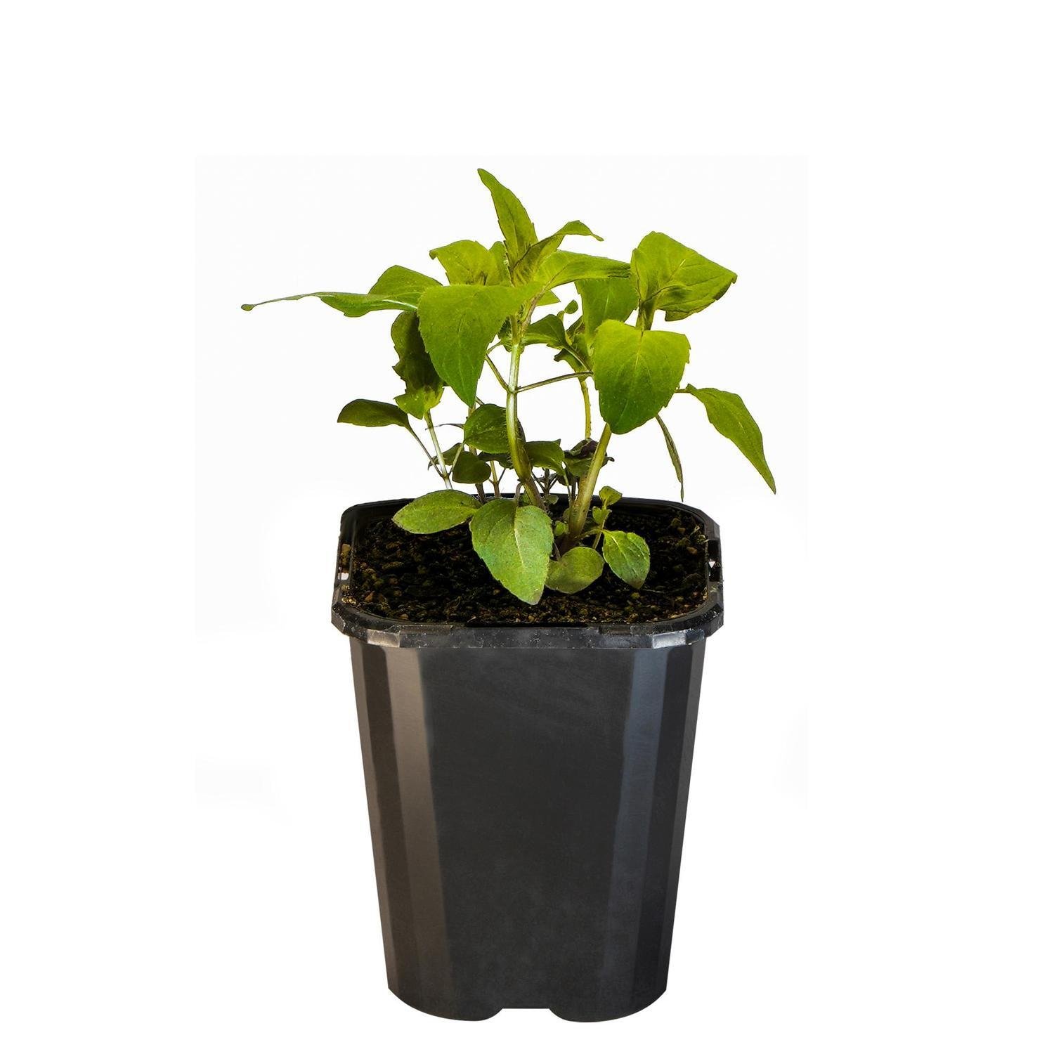 Bergamot Bee Balm 2.jpg