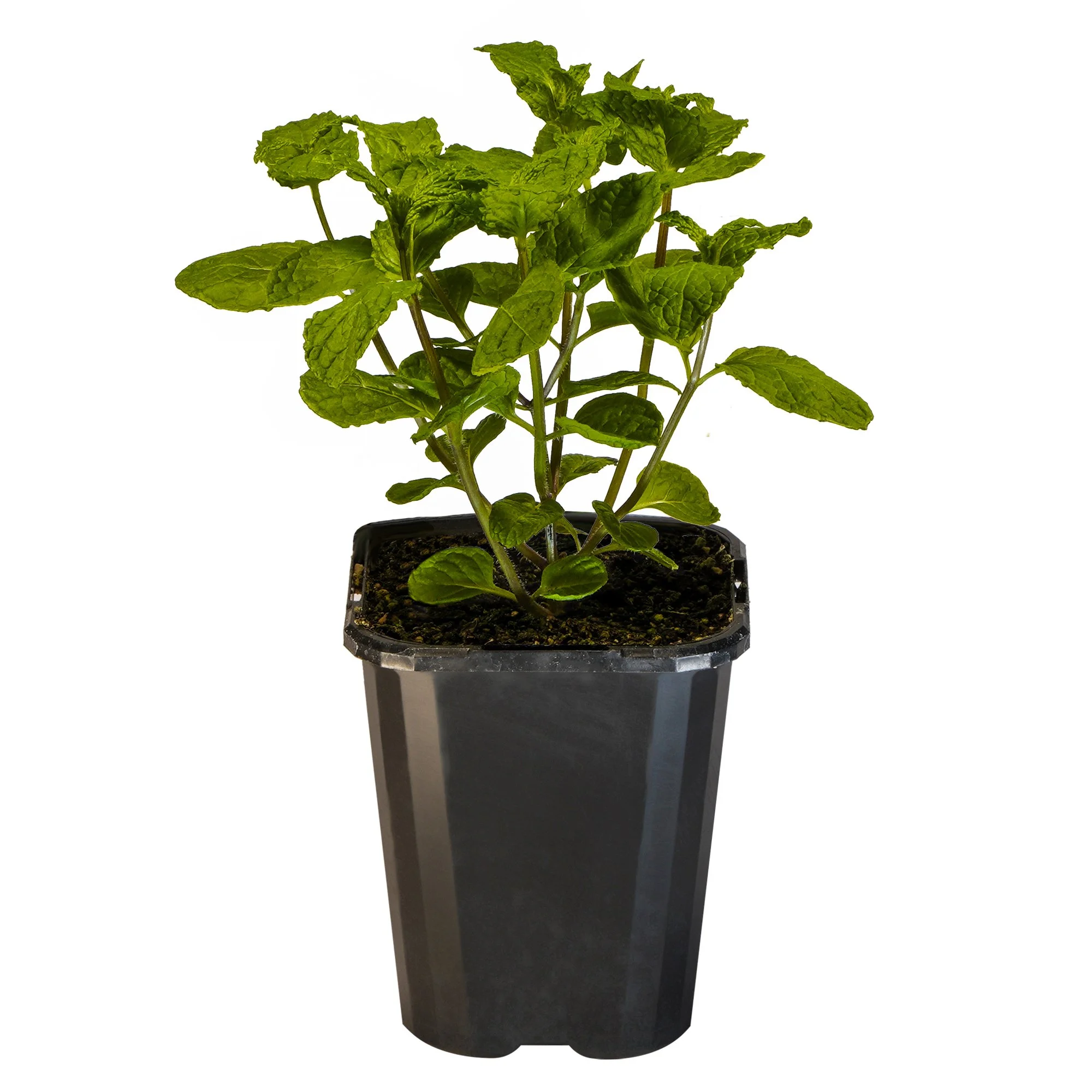 Mint Wild_09416408000909_3.jpg