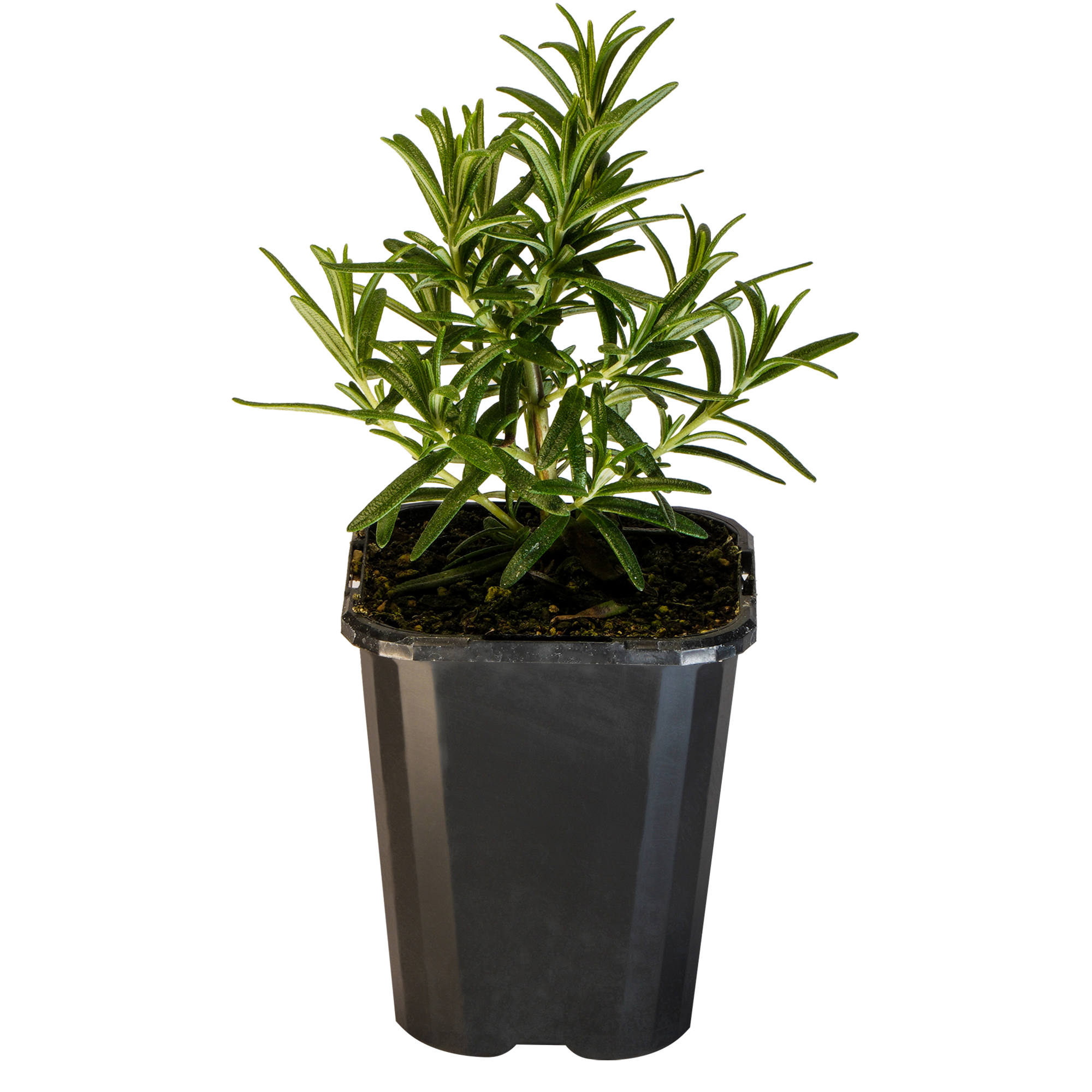 Rosemary Upright_09416408001043_3.png