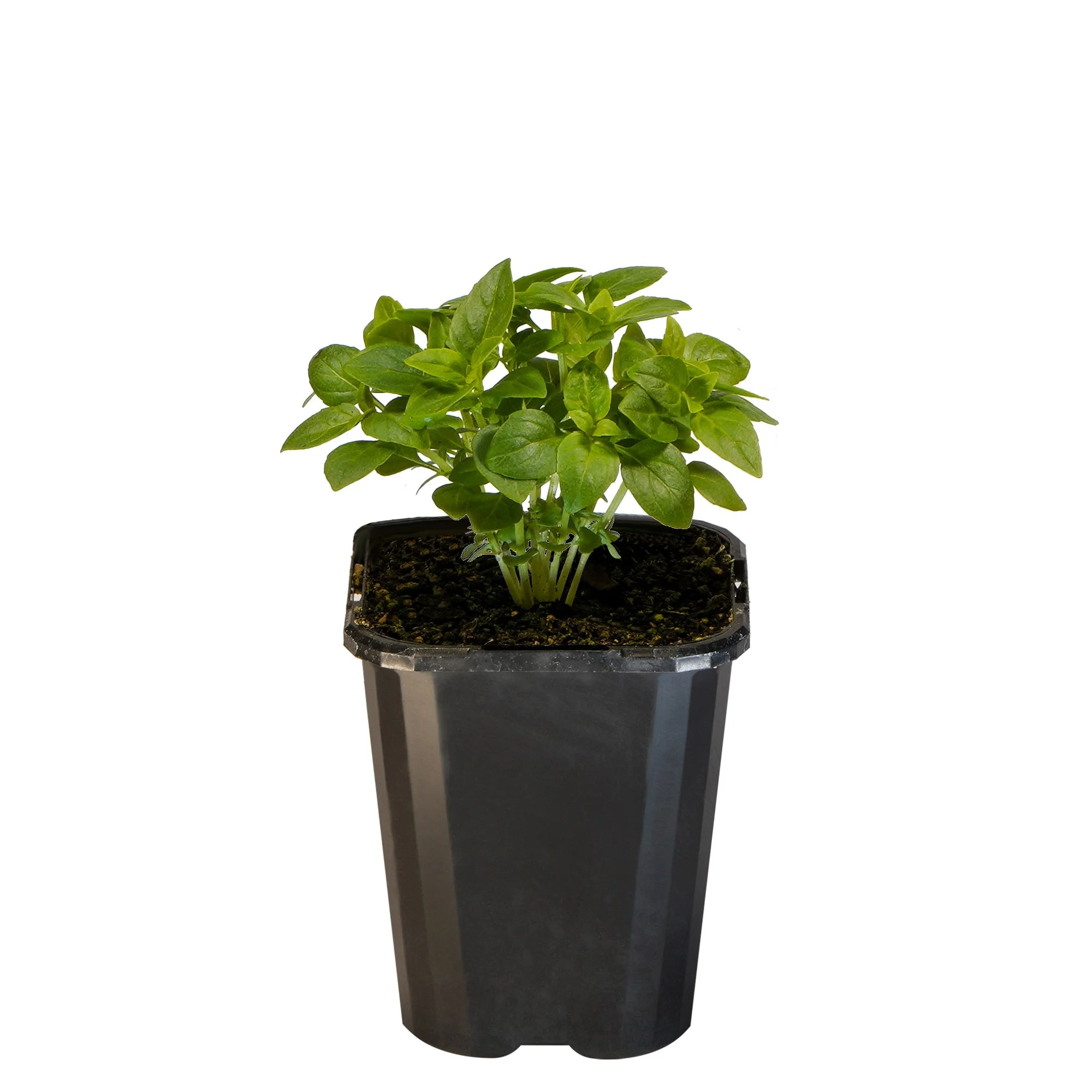 Basil Spicy Globe_09416408000374_3.jpg