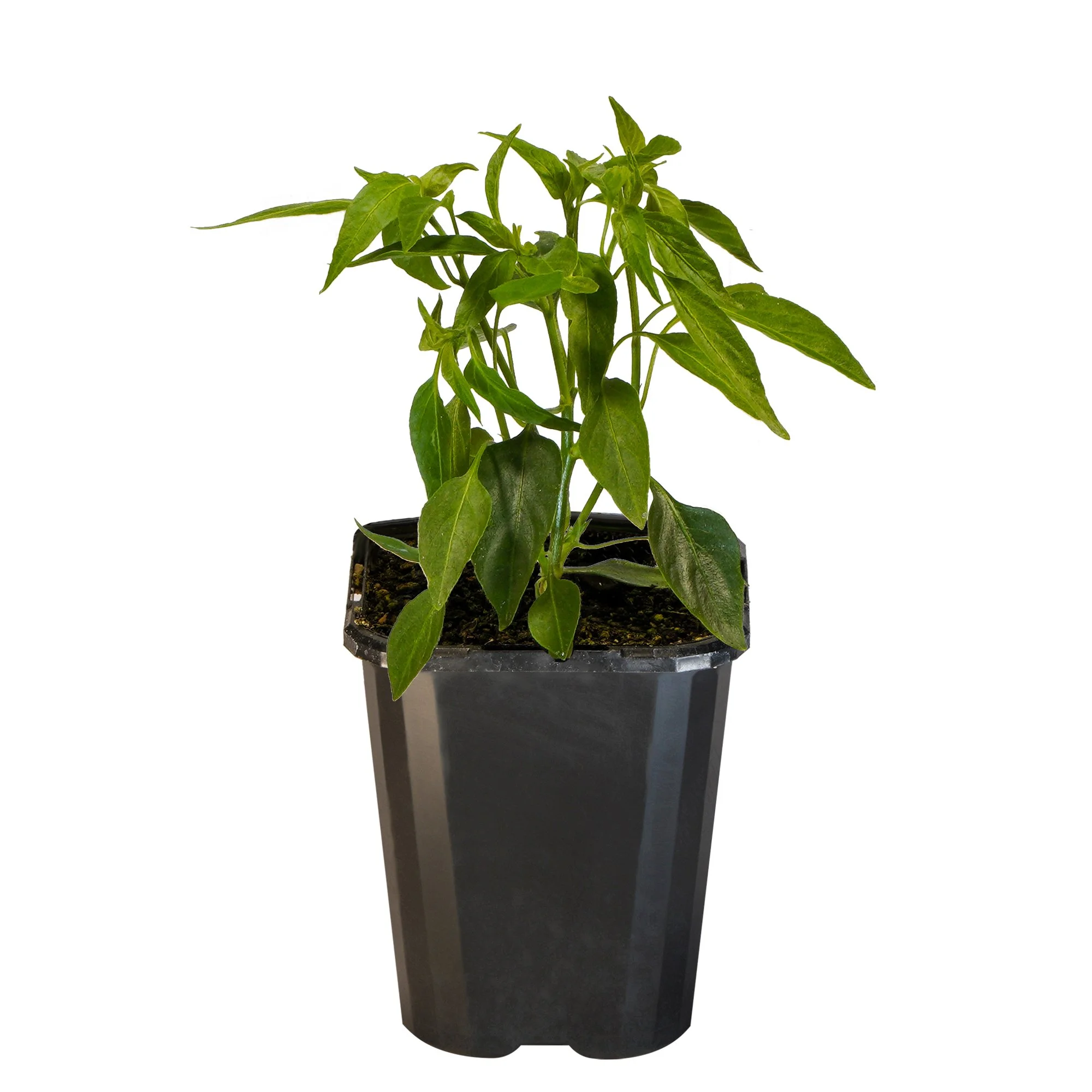 Chilli Serrano_09416408000558_3.jpg