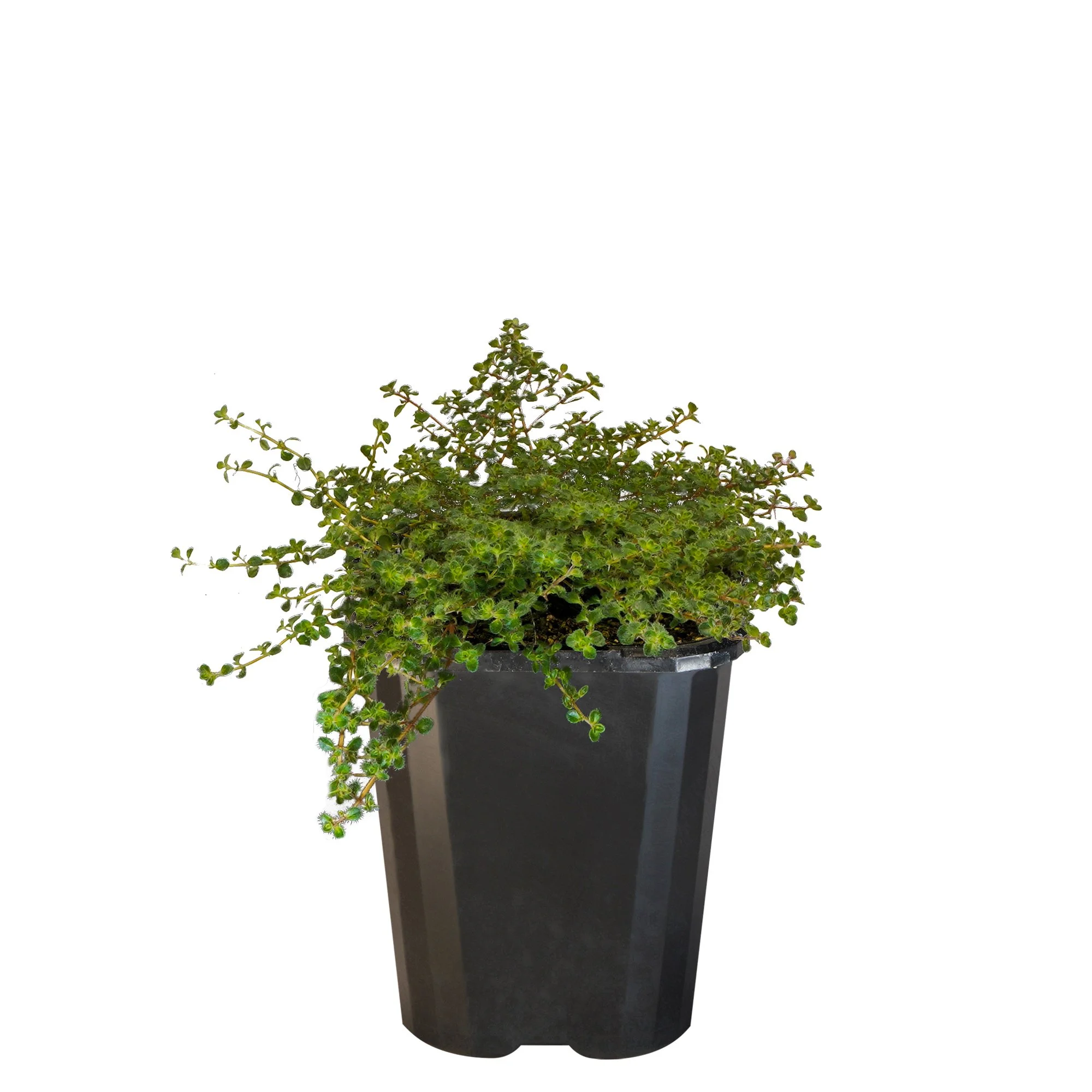 Thyme Woolly_09416408001241_3.jpg