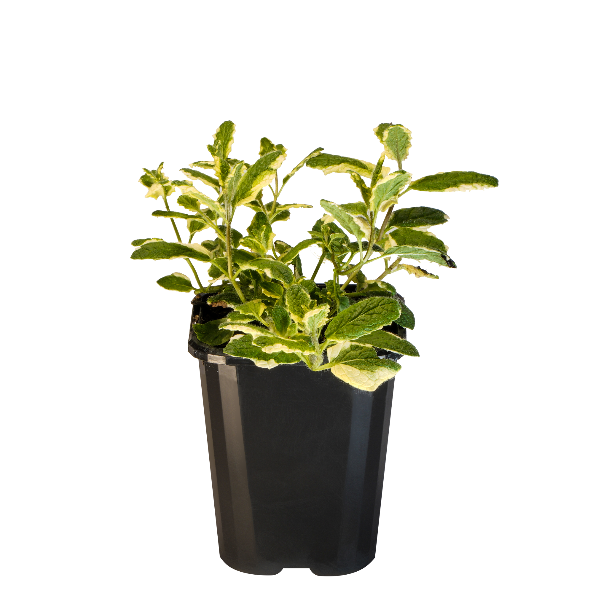 Mint Apple_09416408000831_3.png