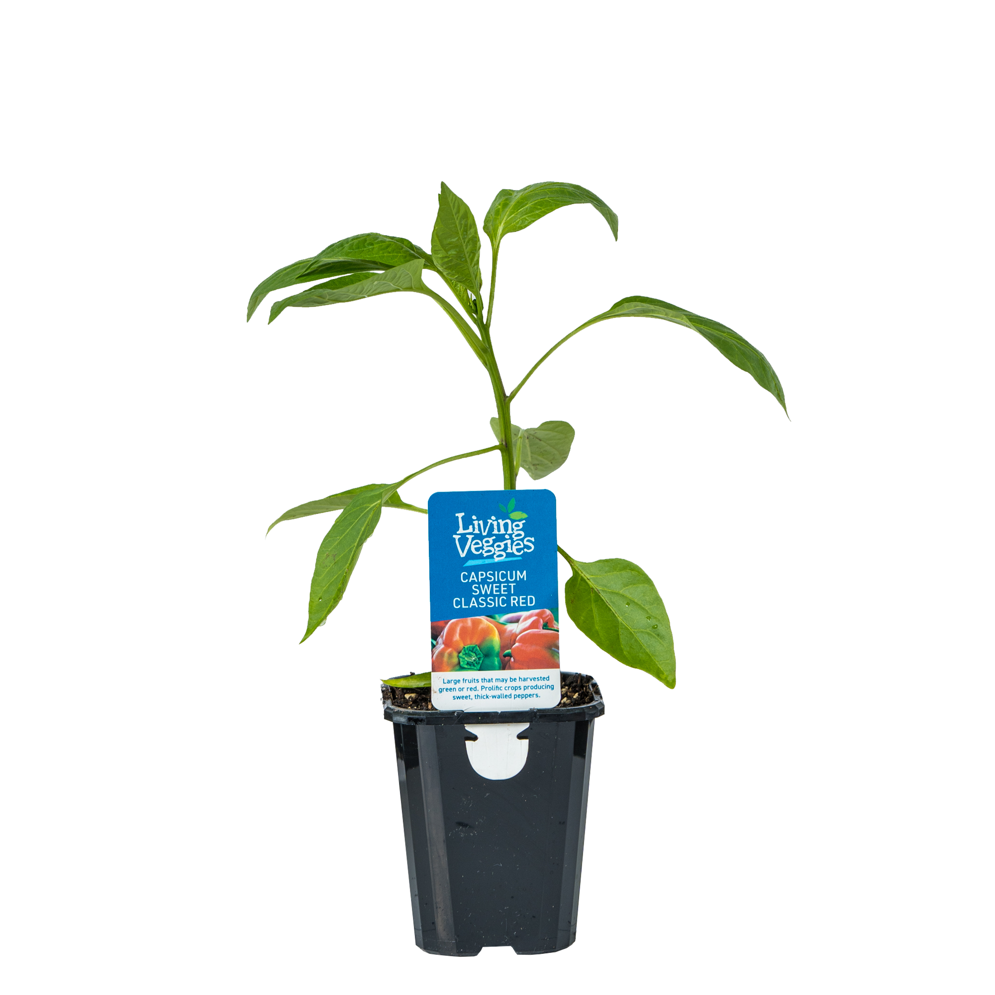 Capsicum - Sweet Classic Red