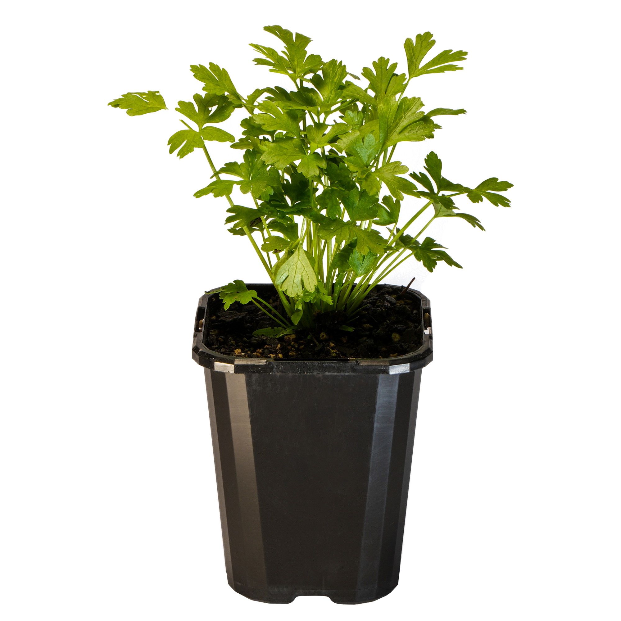 Parsley Italian_09416408000954_3.png