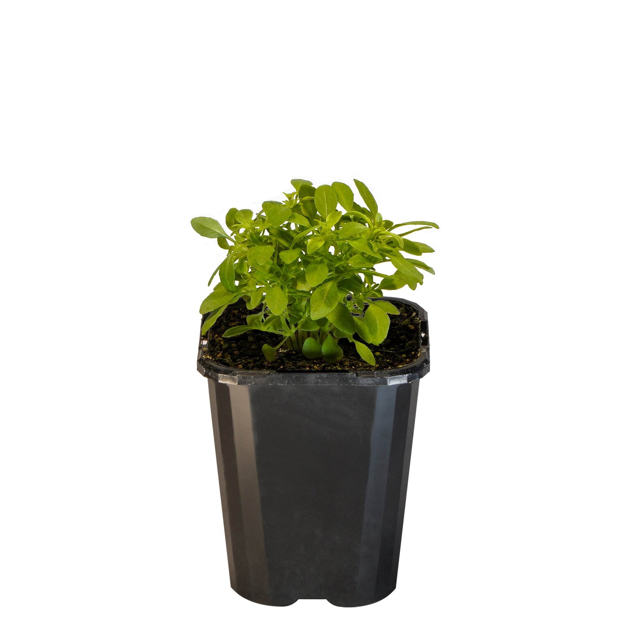 Basil Greek Mini_09416408001692_3.jpg