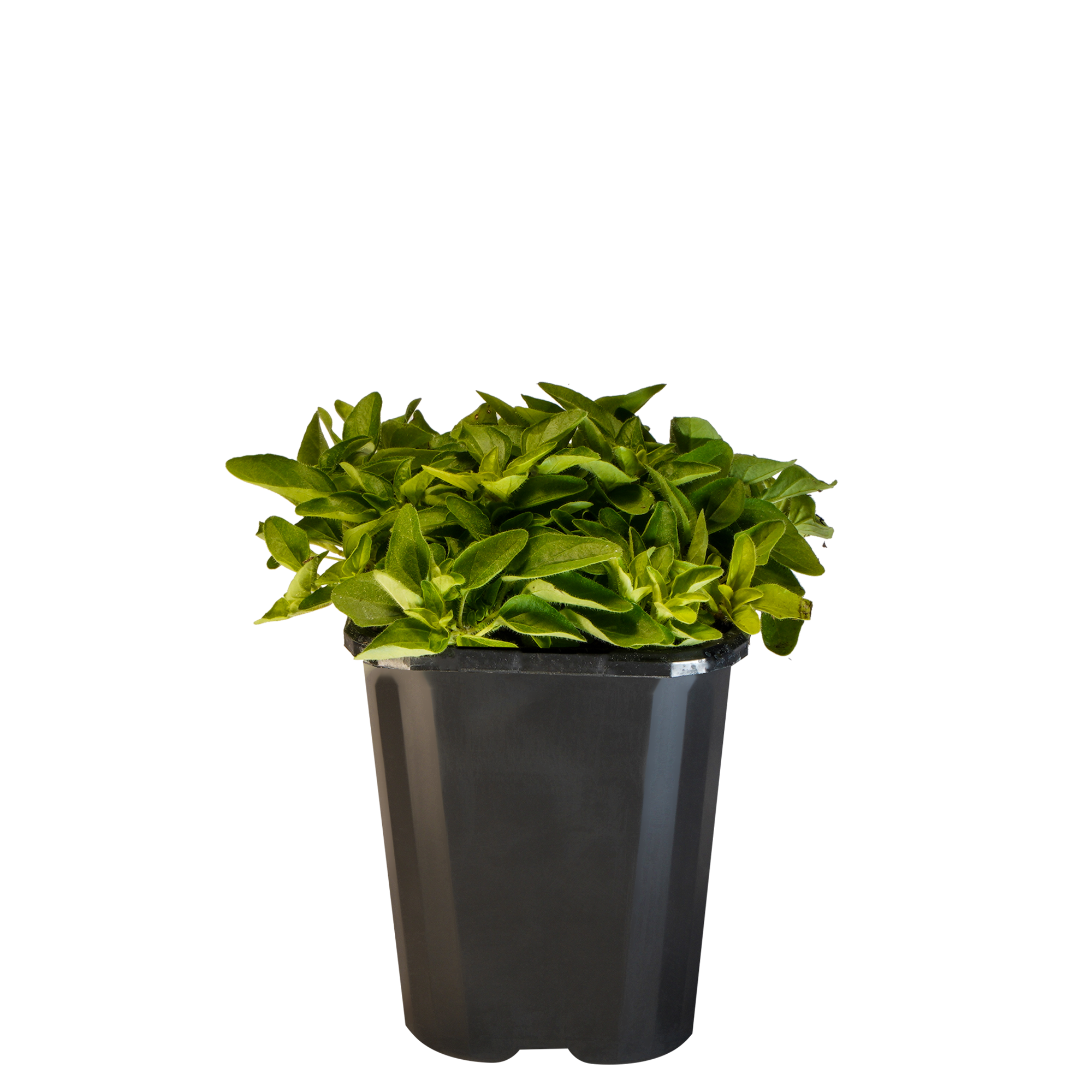 Marjoram Acorn Bank_09416408000787_3.png