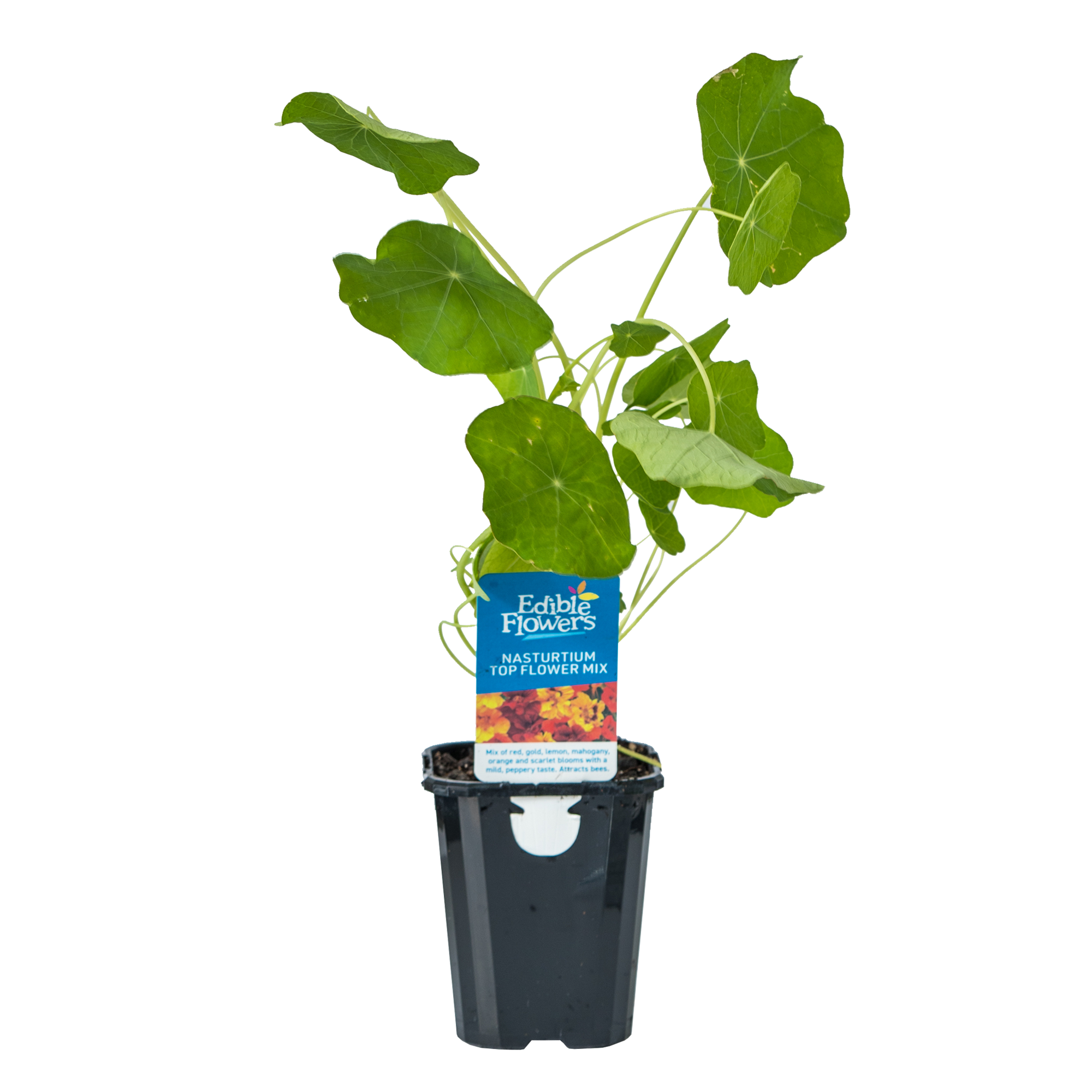 Nasturtium - Top Flower