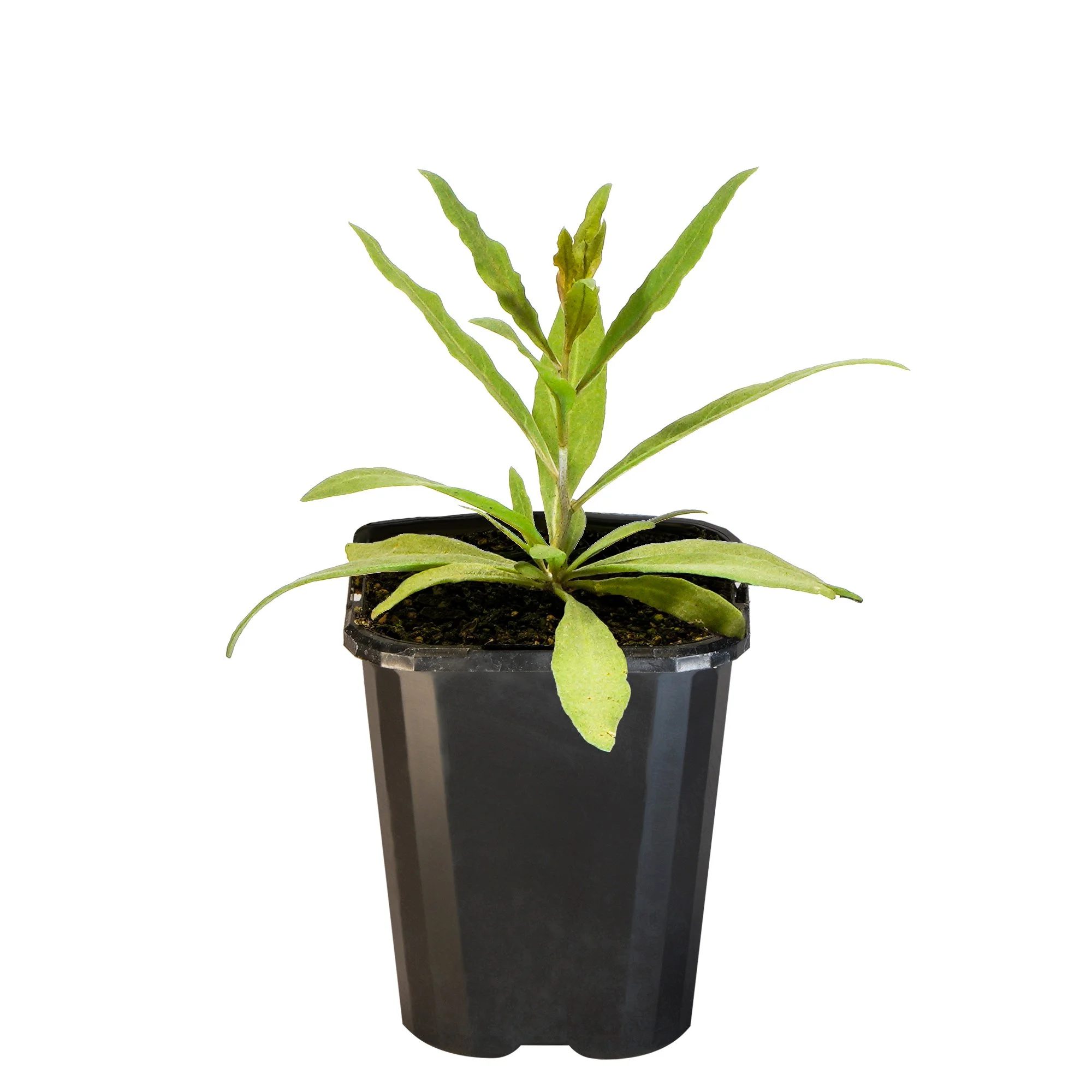 Goji berry_09416408000671_3.jpg