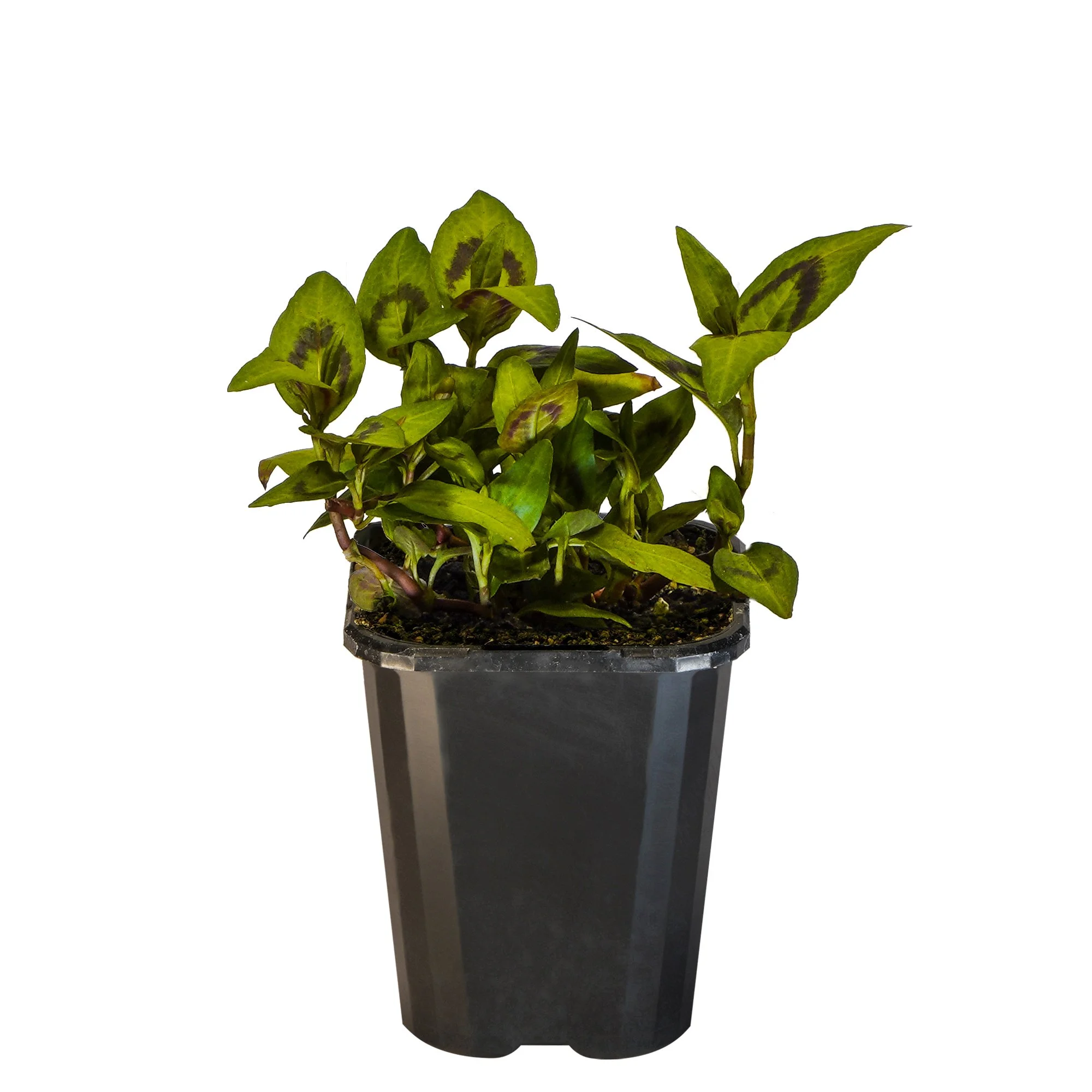 Mint Vietnamese_09416408000893_3.jpg