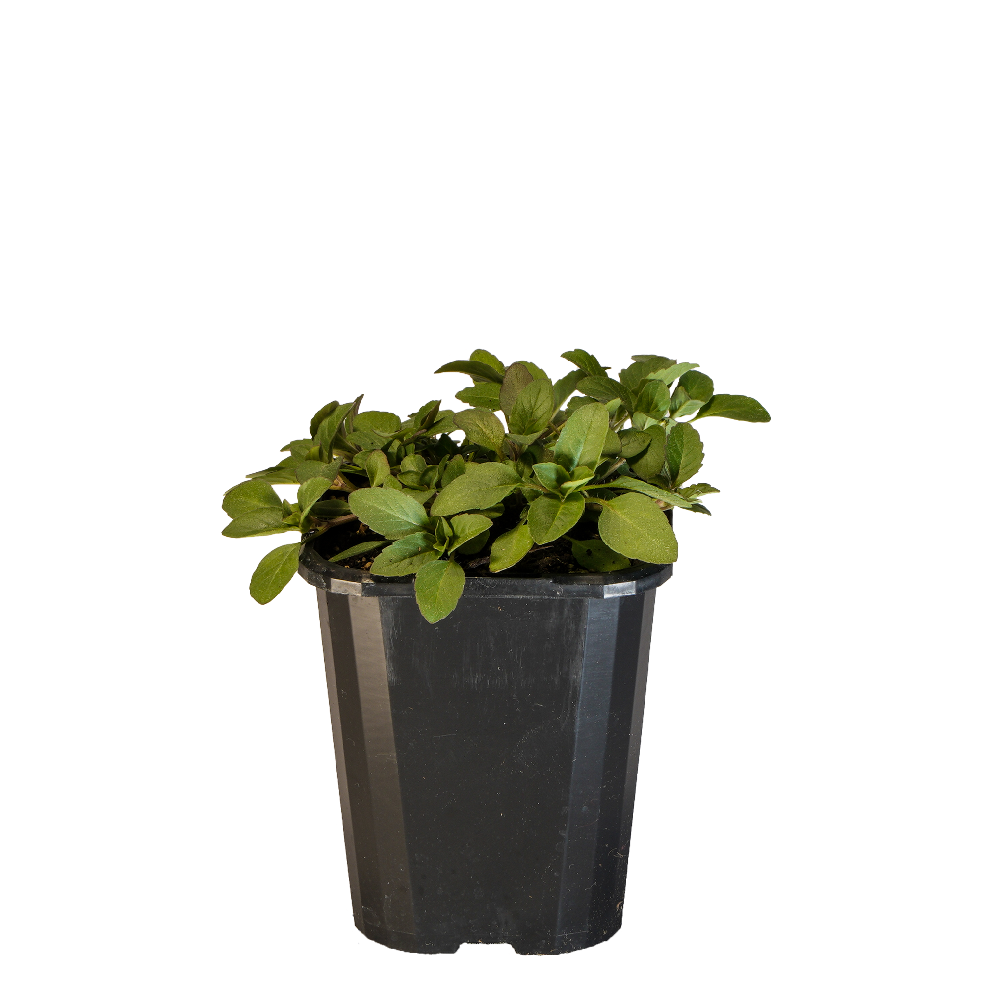 Bergamot Lemon_09416408000428_3.png