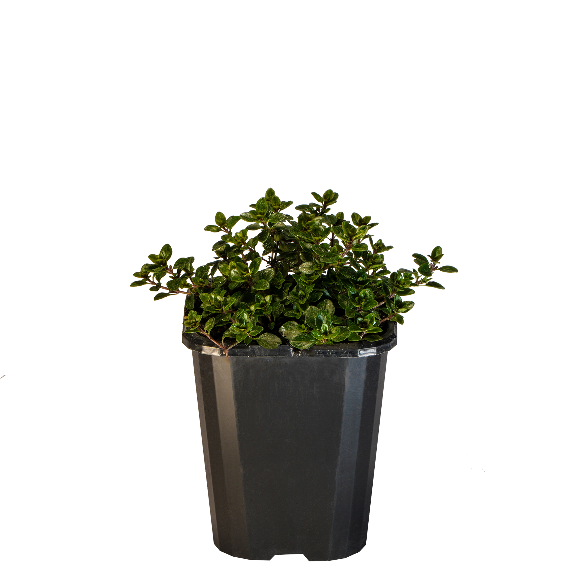 Thyme Pizza_09416408001227_3.png