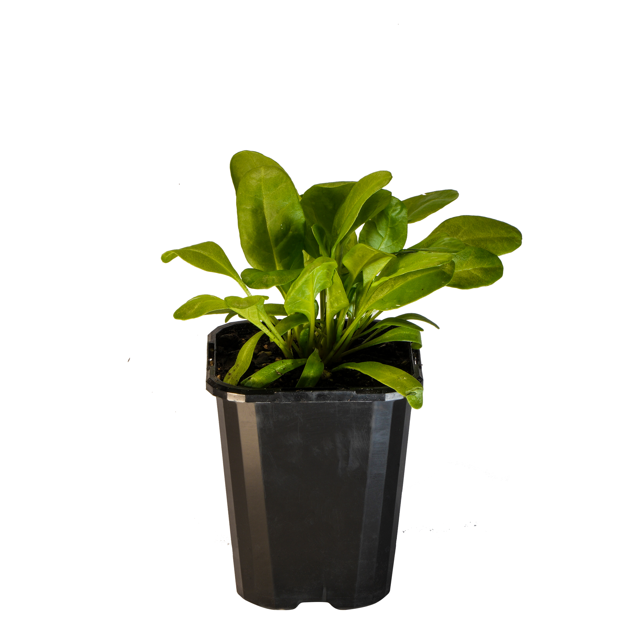 Spinach Perpetual_09416408001111_3.png