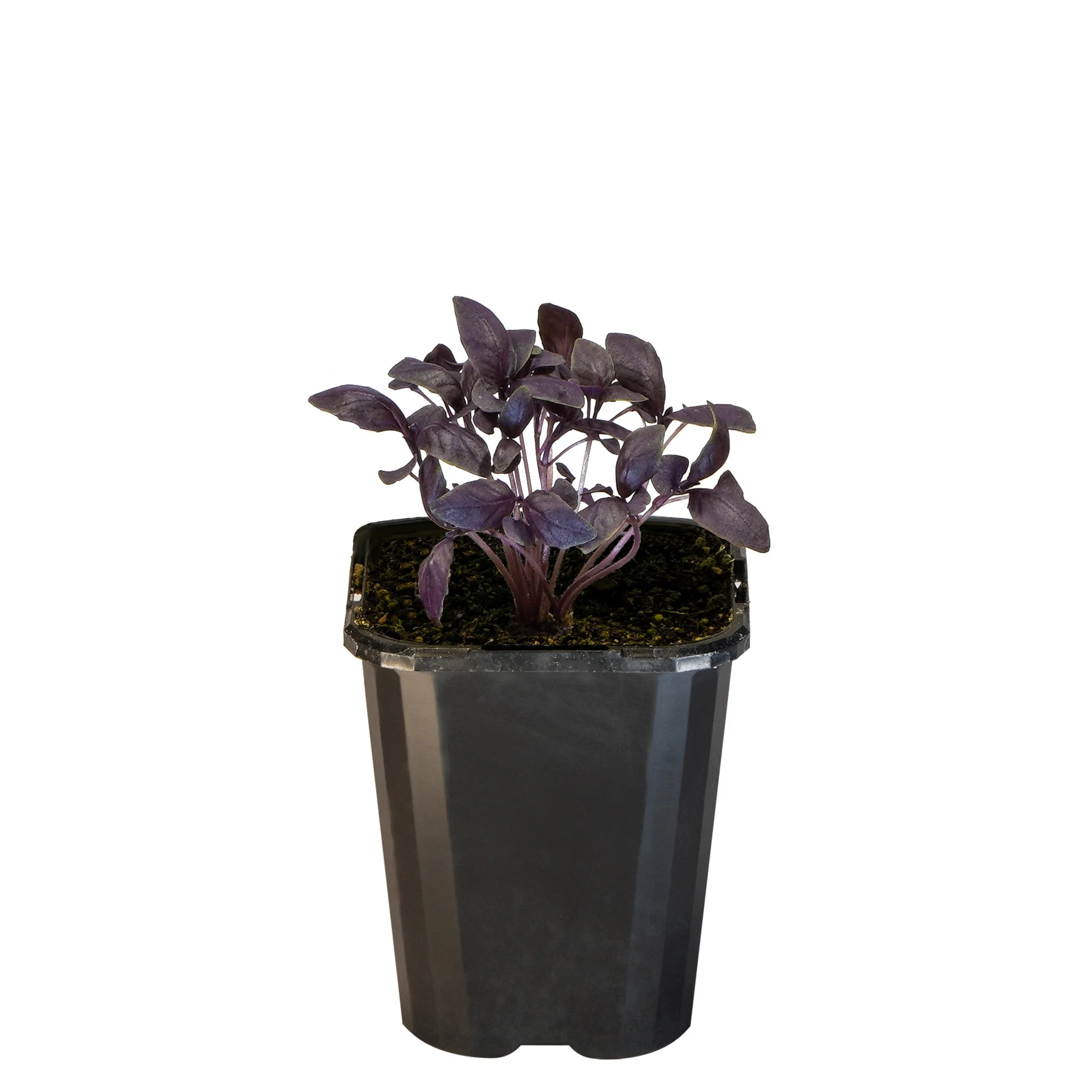 Basil Dark Opal_09416408000336_3.jpg